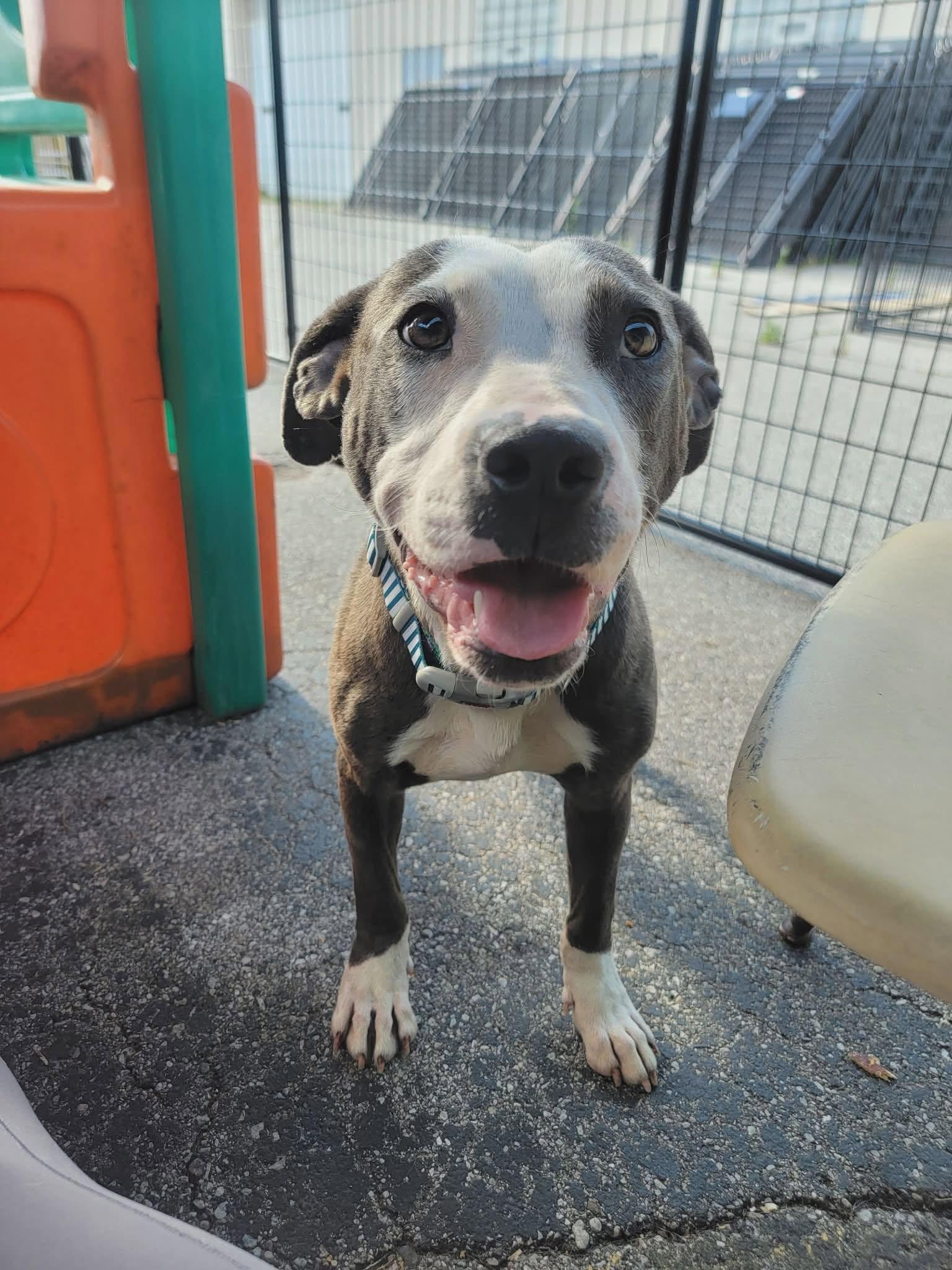 Matcha, an adopted mixed breed in Pleasant Ridge, MI image 4/6
