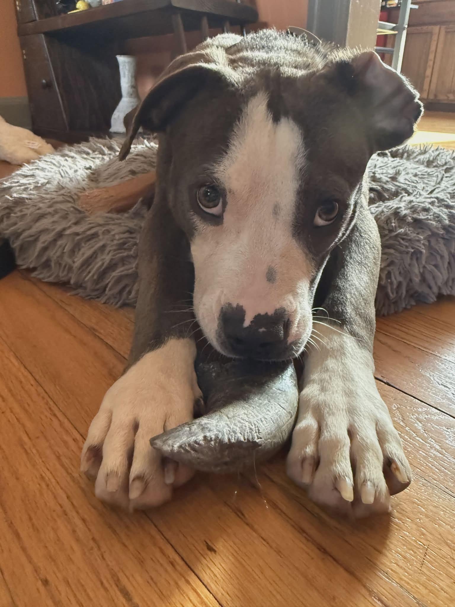 Matcha, adopted, Young Female Mixed Breed & American Staffordshire Terrier.