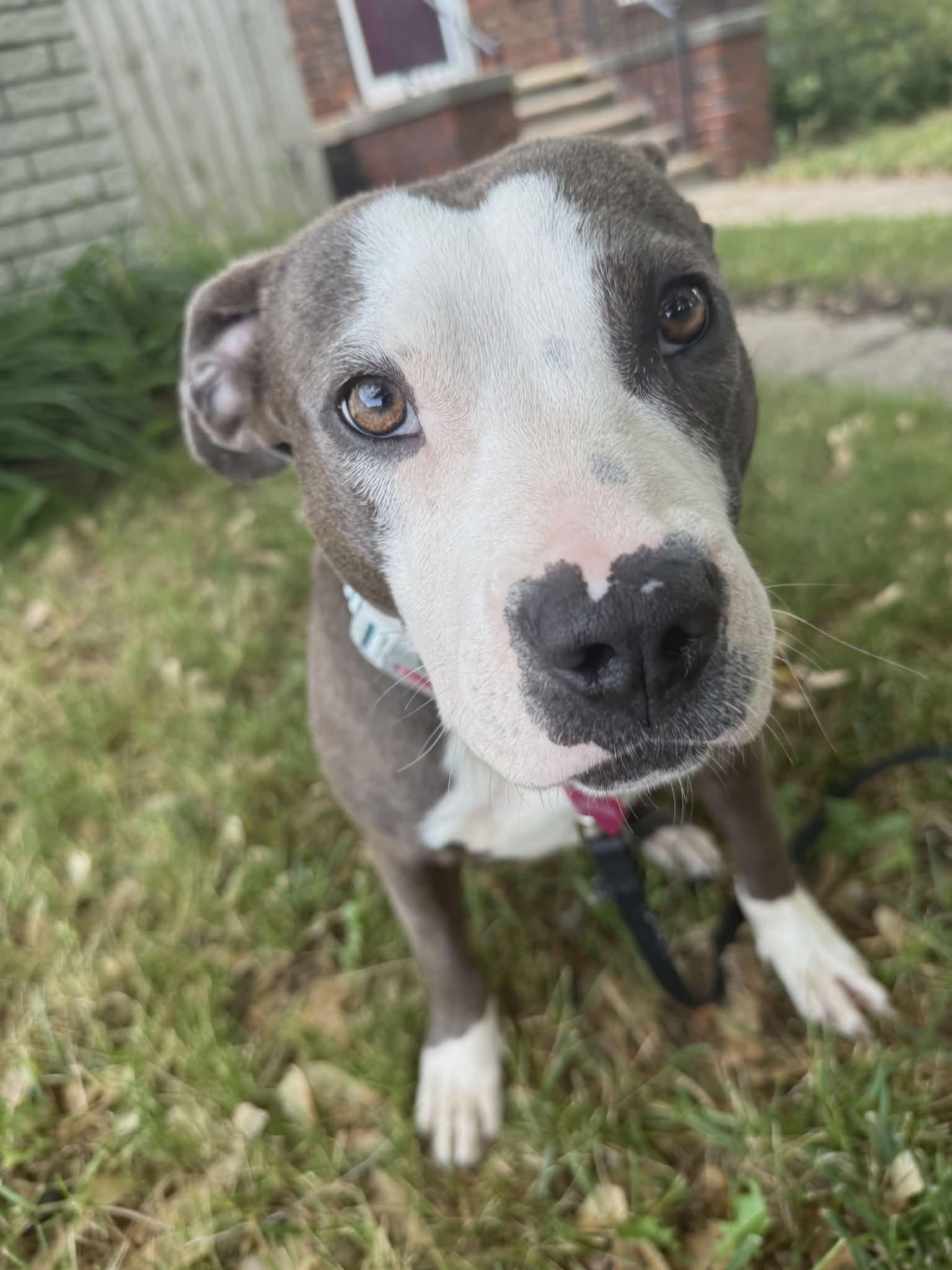 Matcha, an adopted mixed breed in Pleasant Ridge, MI image 2/6