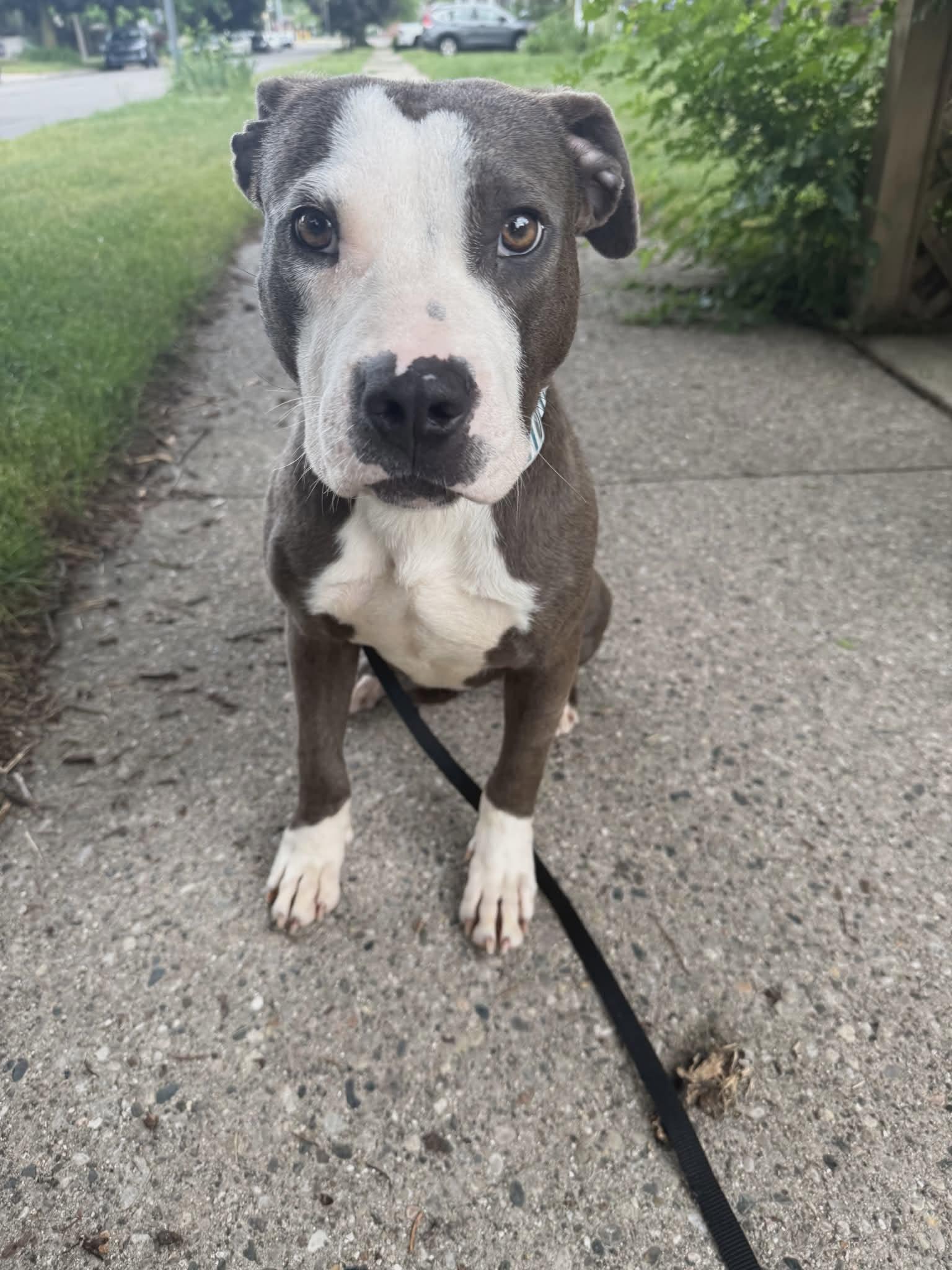 Matcha, an adopted mixed breed in Pleasant Ridge, MI image 5/6