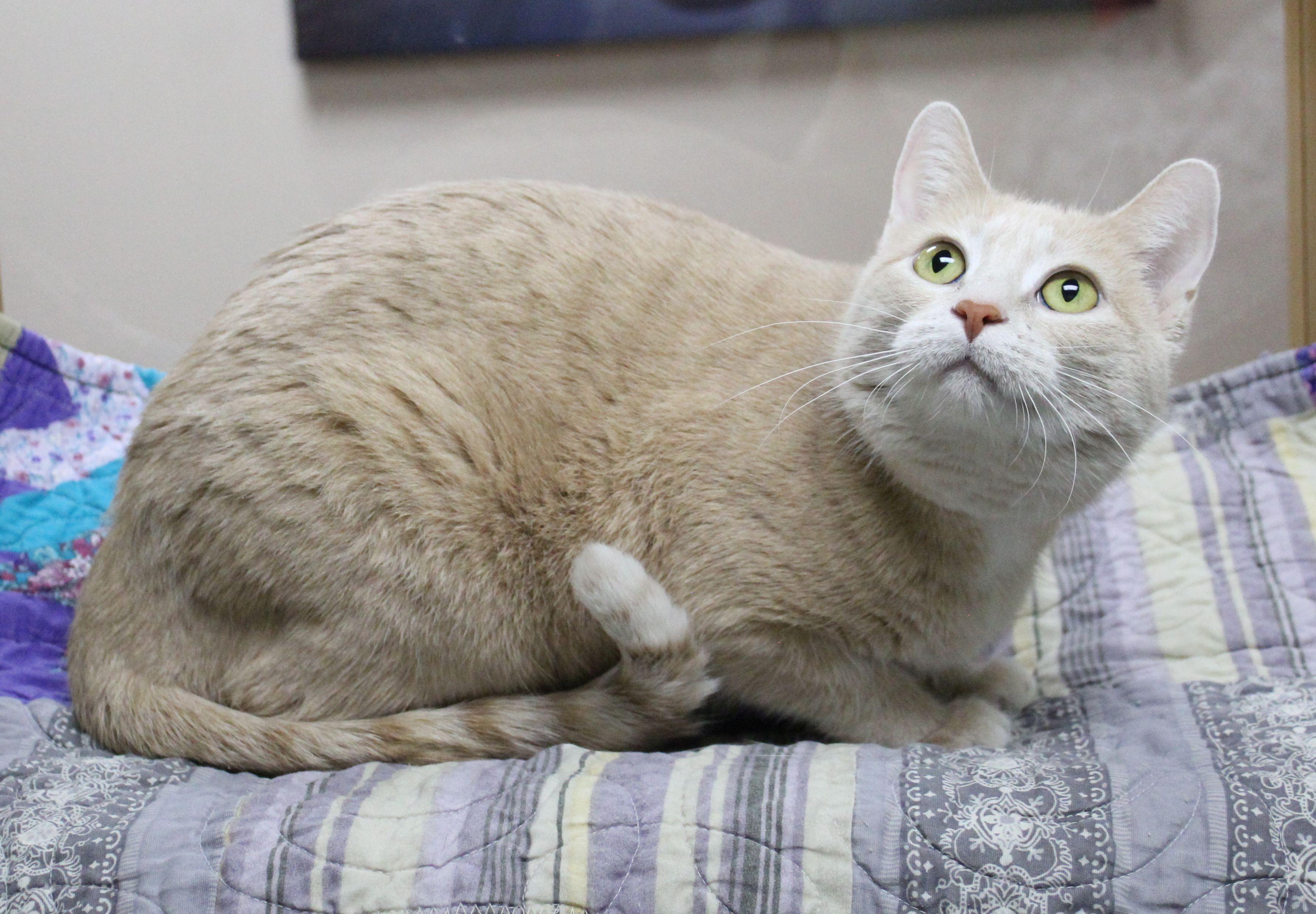 Enlarge Pearl, a ADOPTABLE mixed breed in Portage, WI image 3/4