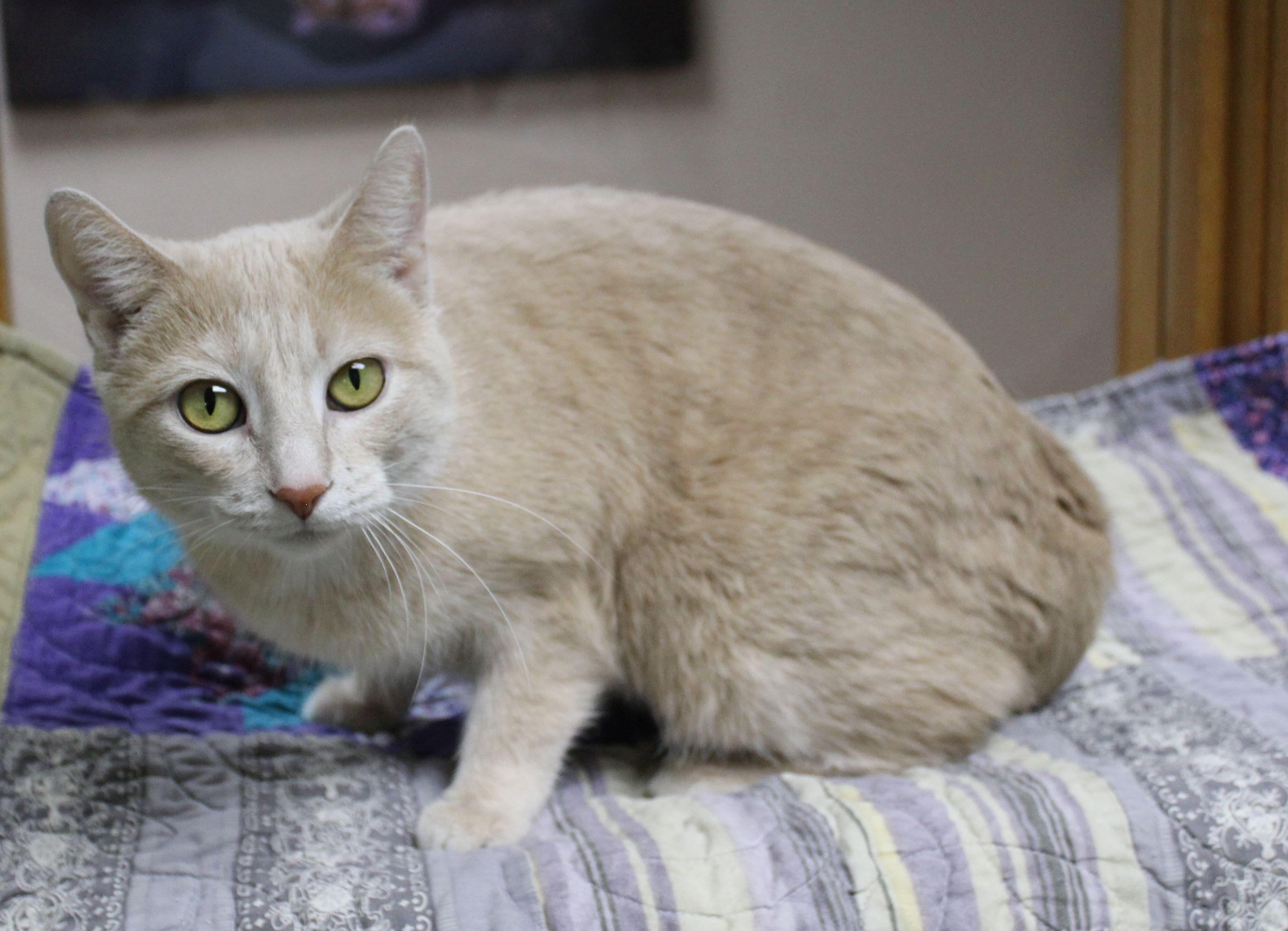 Enlarge Pearl, a ADOPTABLE mixed breed in Portage, WI image 1/4