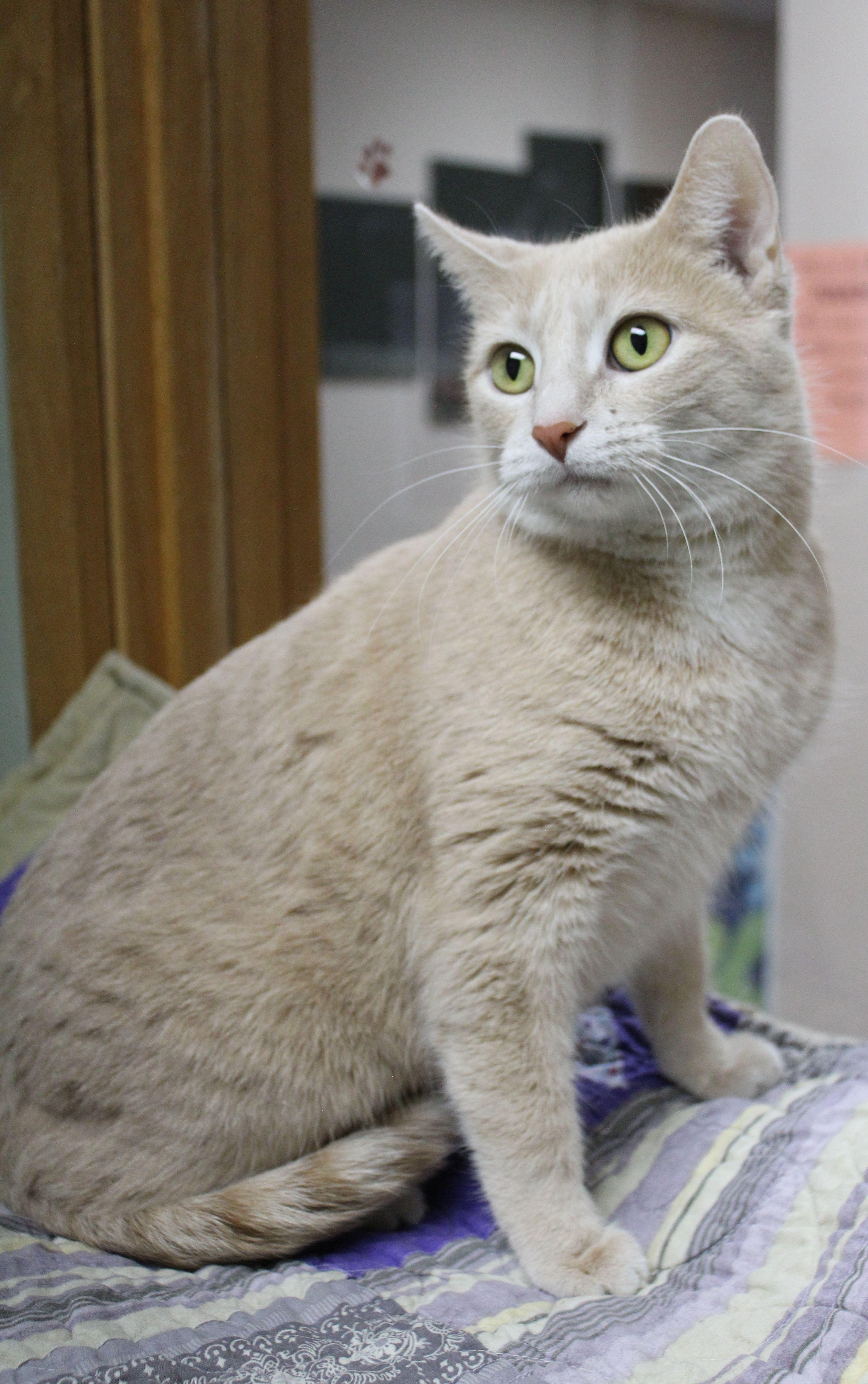 Enlarge Pearl, a ADOPTABLE mixed breed in Portage, WI image 2/4
