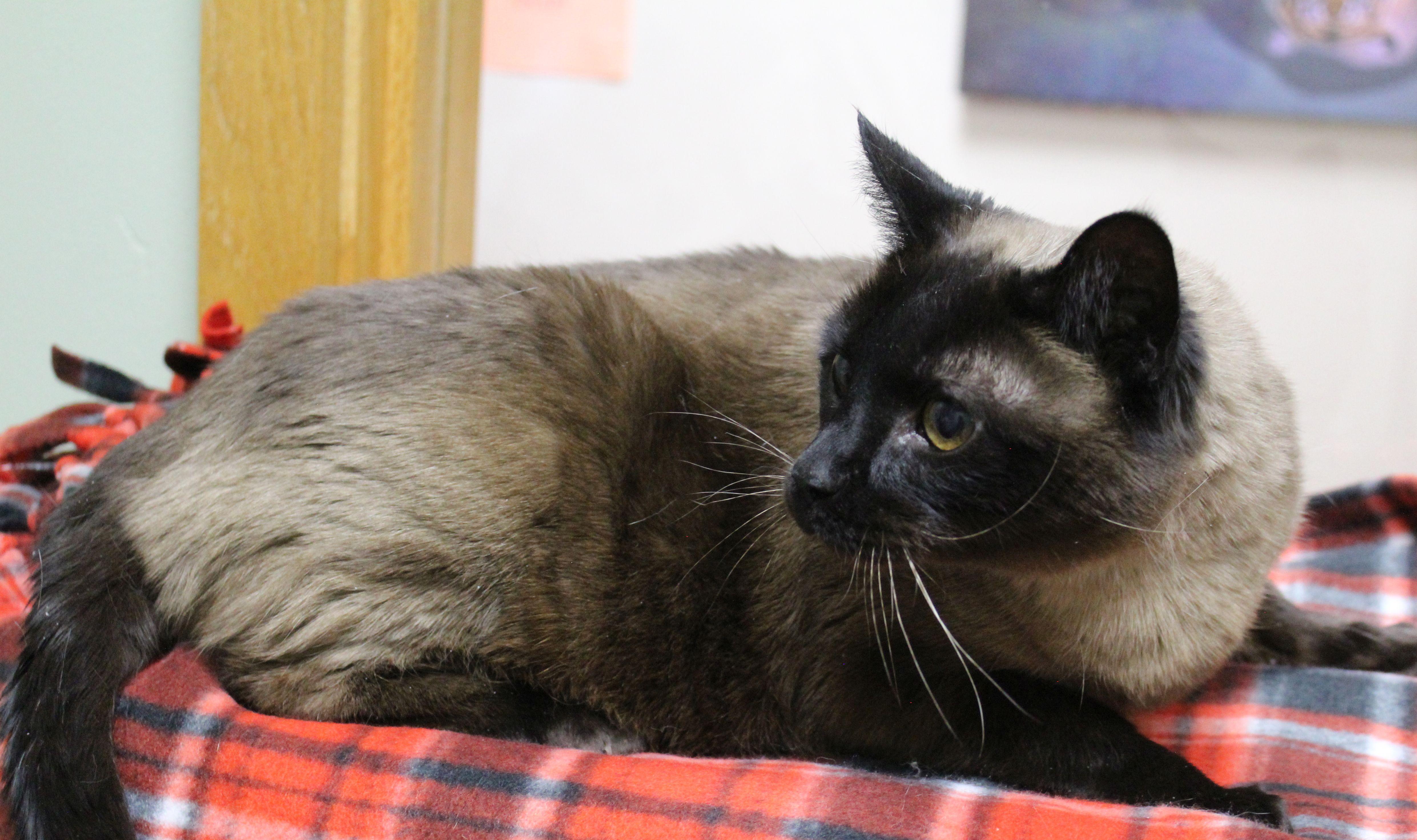 Enlarge Pearl, a ADOPTABLE mixed breed in Portage, WI image 4/4