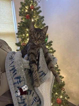 Enlarge Rutherford, a Adoptable Domestic Short Hair in Blue Springs, MO image 1/1