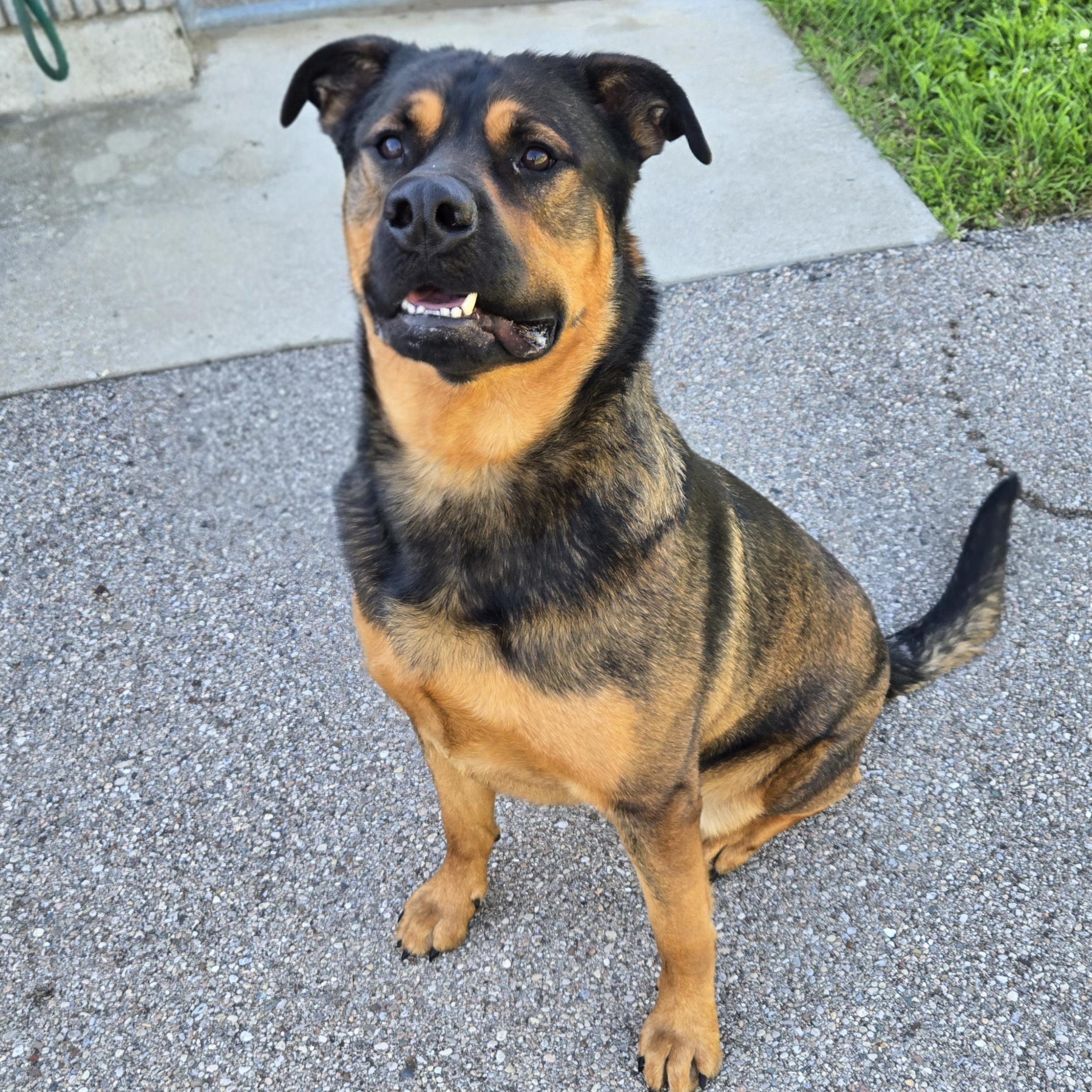 Butch, a ADOPTABLE Rottweiler in Xenia , OH image 3/6