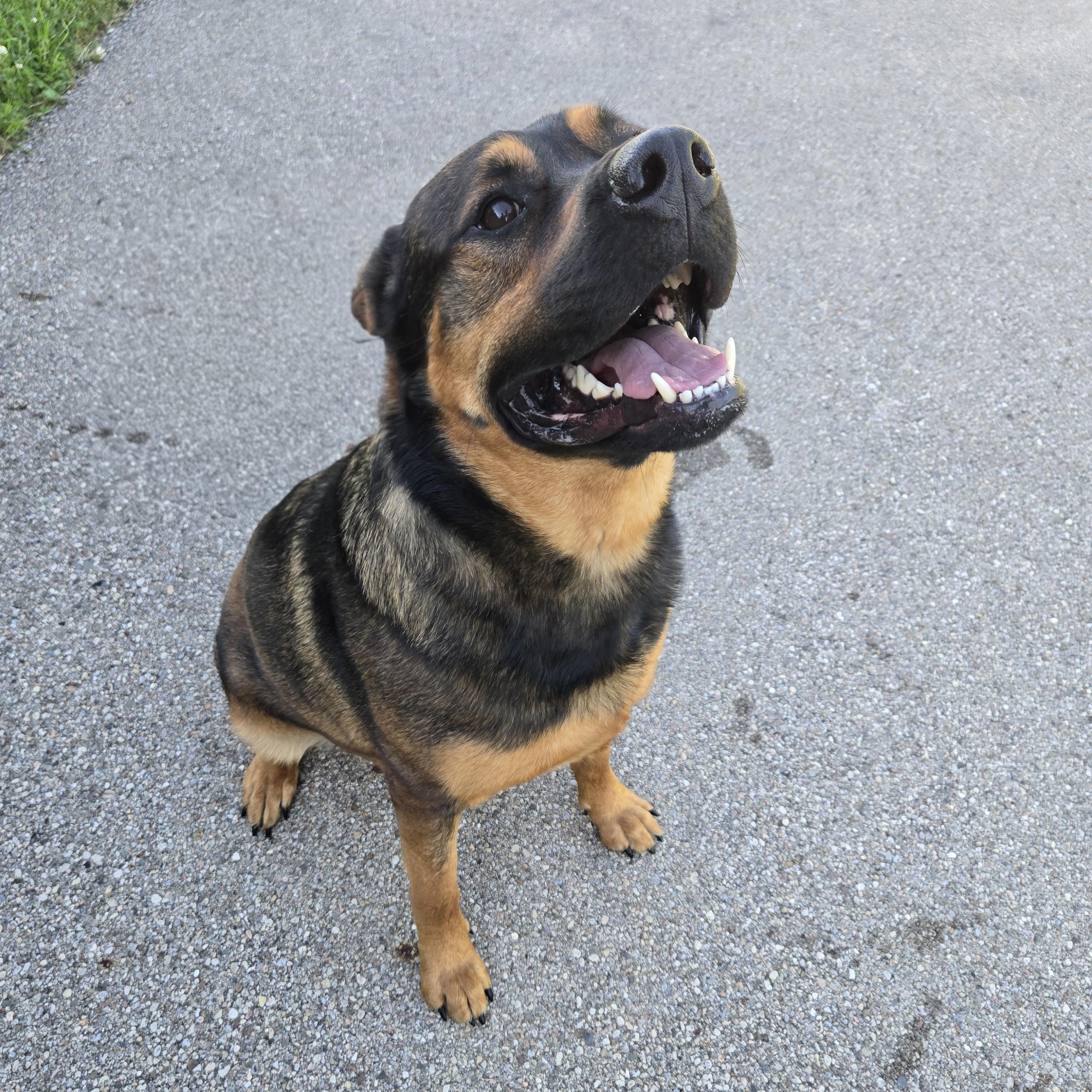 Butch, a ADOPTABLE Rottweiler in Xenia , OH image 6/6