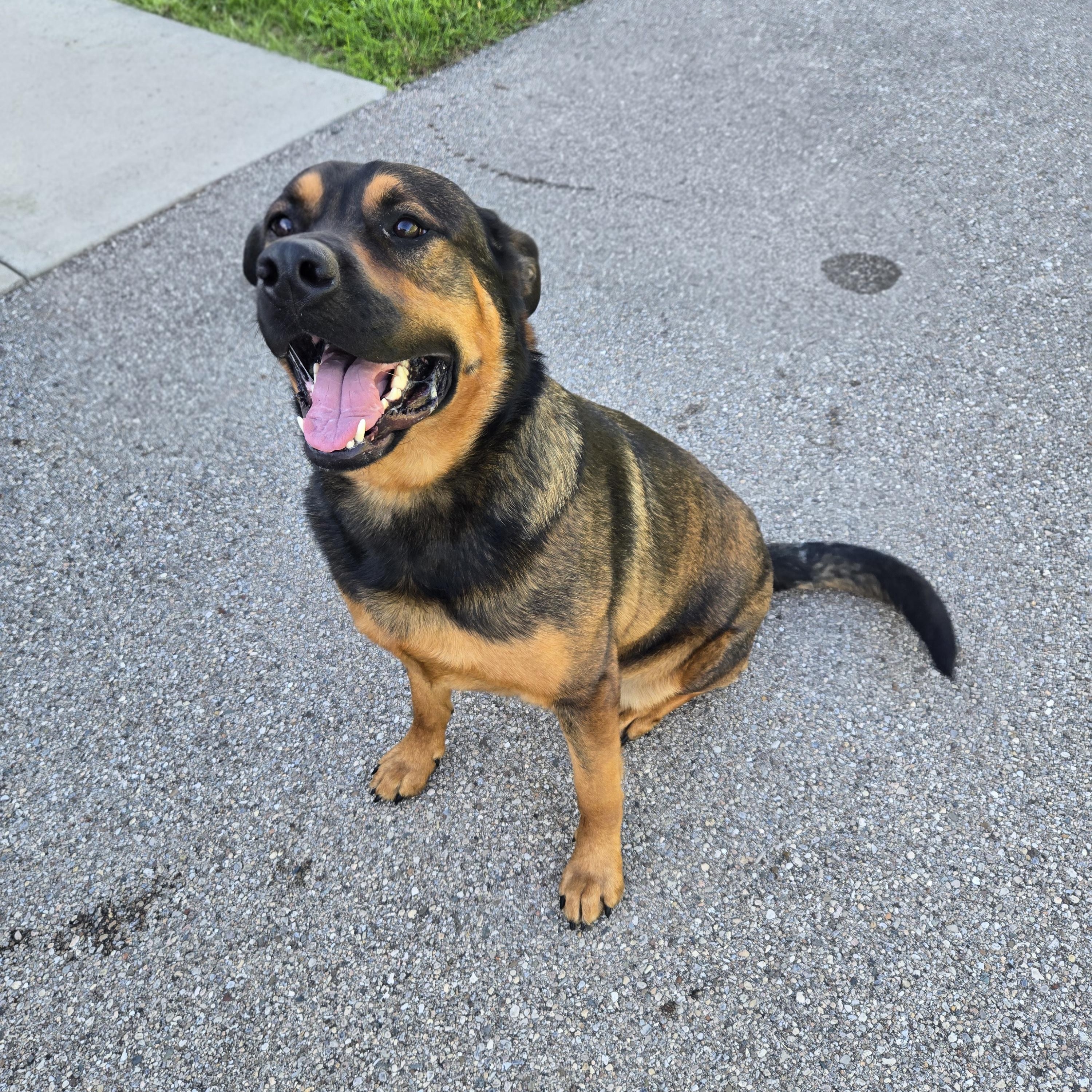 Butch, a ADOPTABLE Rottweiler in Xenia , OH image 5/6