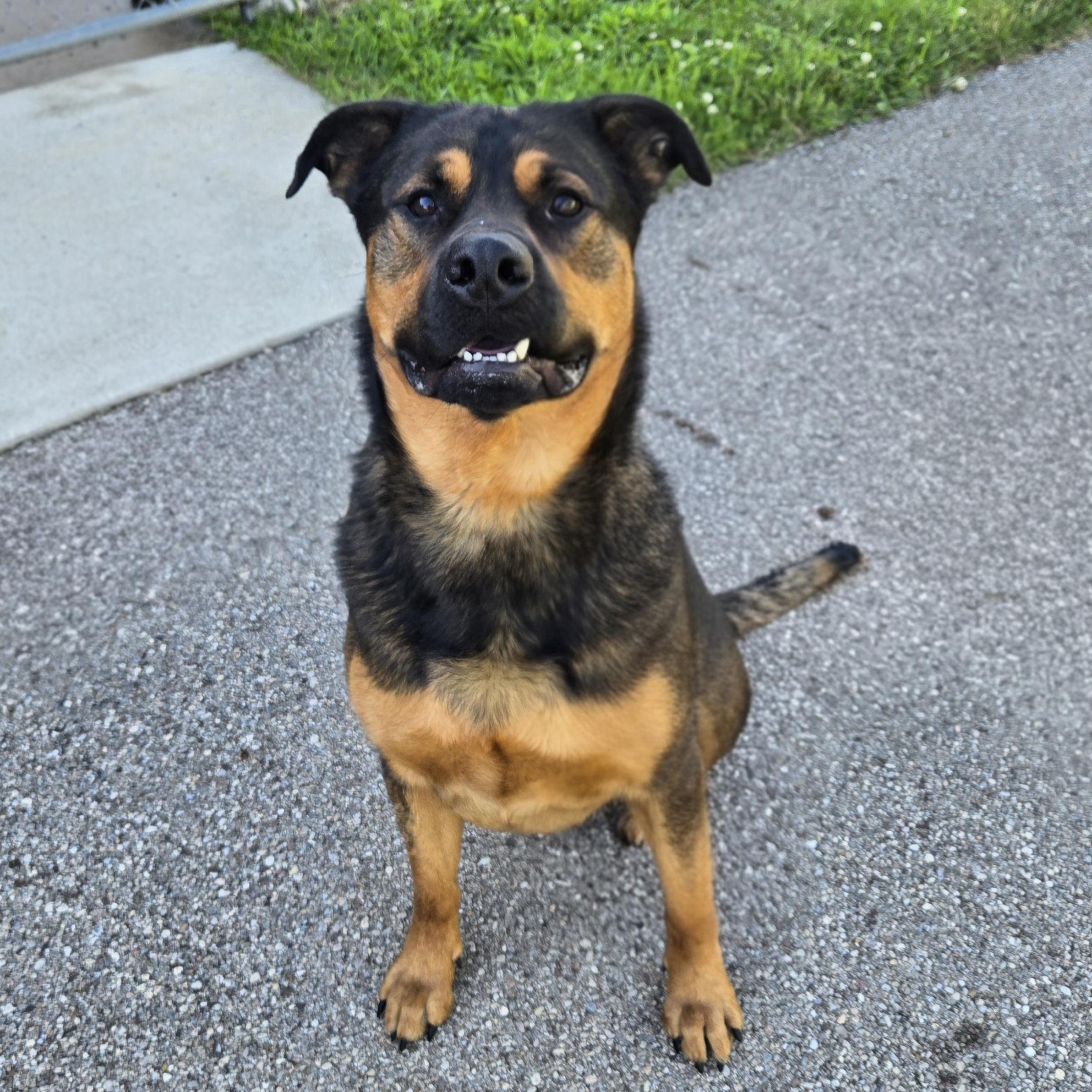 Butch, a ADOPTABLE Rottweiler in Xenia , OH image 4/6