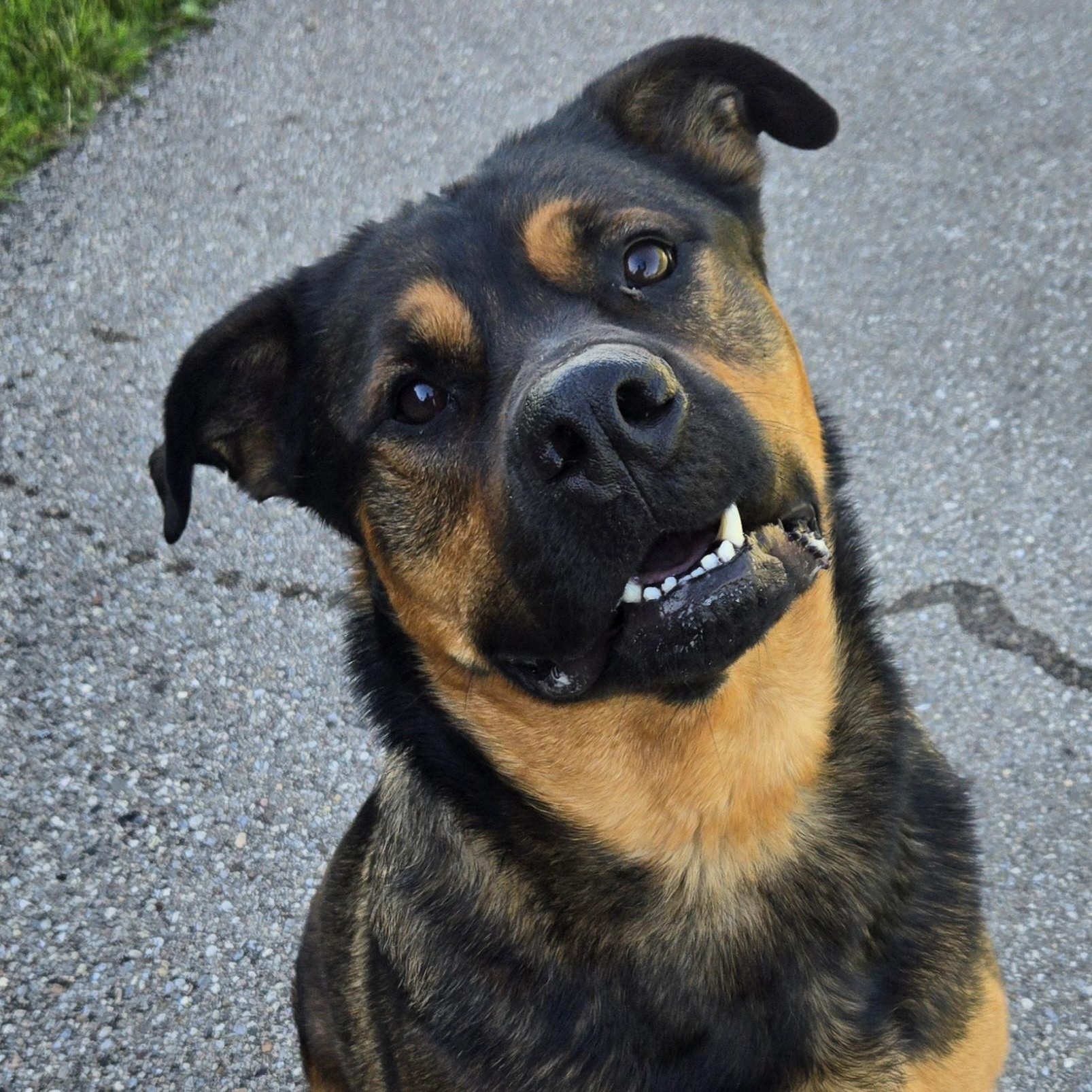 Butch, a ADOPTABLE Rottweiler in Xenia , OH image 2/6