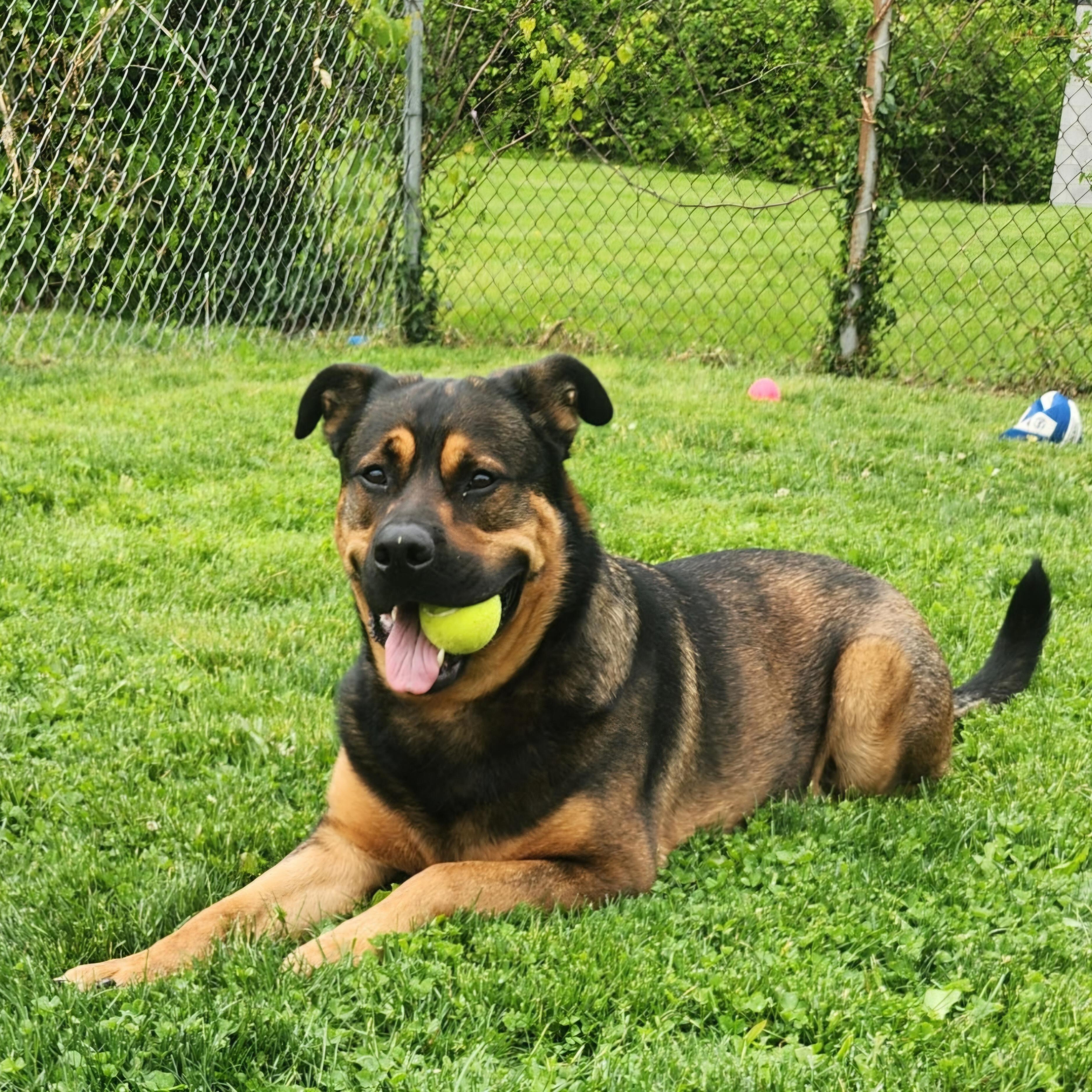 Butch, ADOPTABLE, Adult Male Rottweiler.