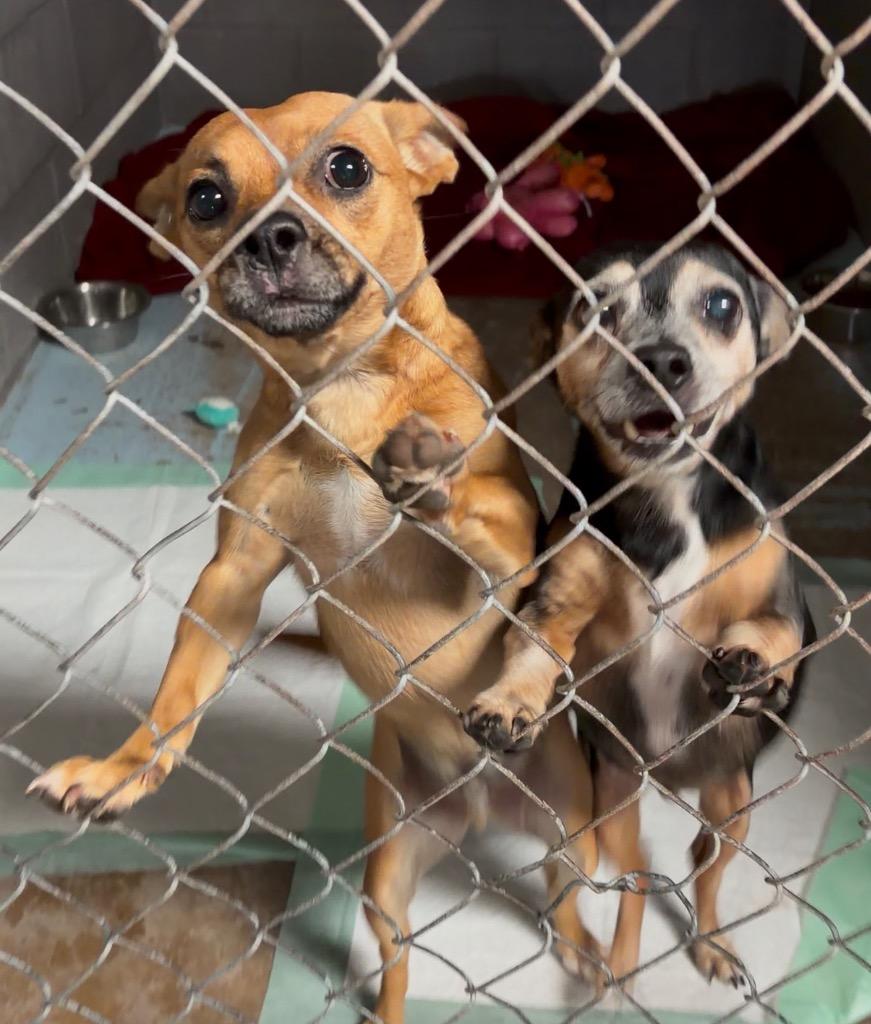 Mikey, Adoptable, Adult Male Chihuahua & Terrier.