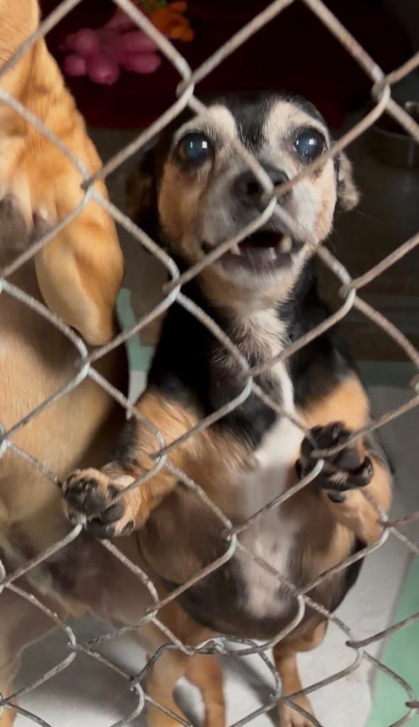 Enlarge Mikey, a Adoptable mixed breed in Ada, OK image 2/2