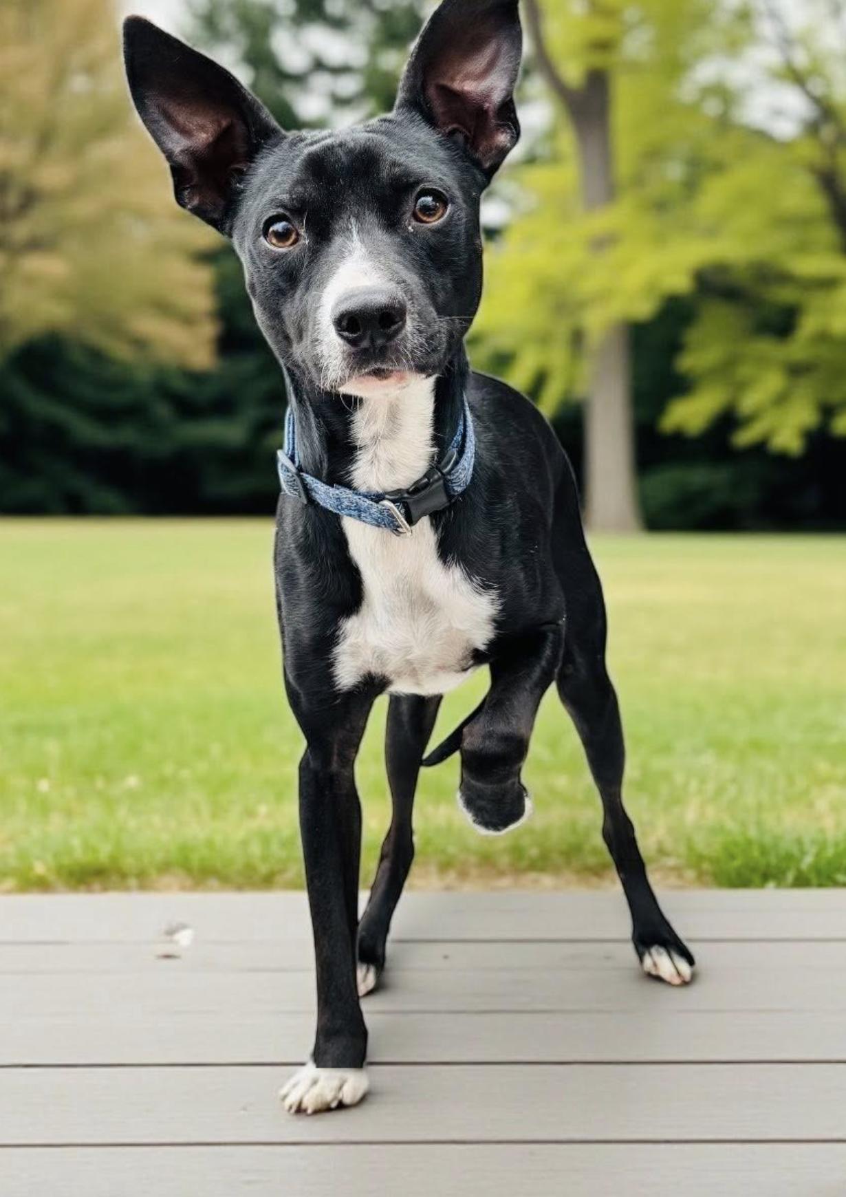 Enlarge Romeo, an adopted mixed breed in St Joseph, MI image 3/6