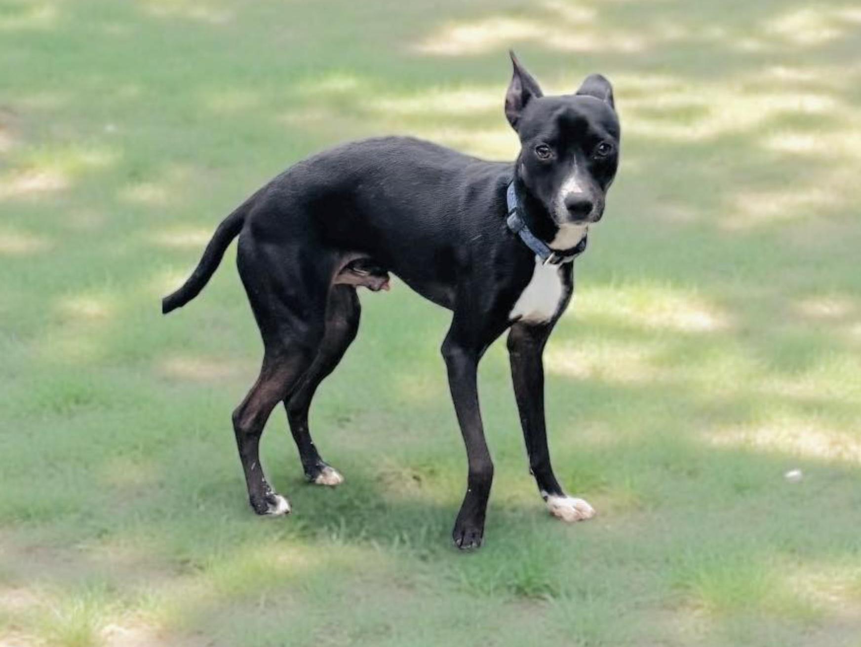 Enlarge Romeo, an adopted mixed breed in St Joseph, MI image 5/6