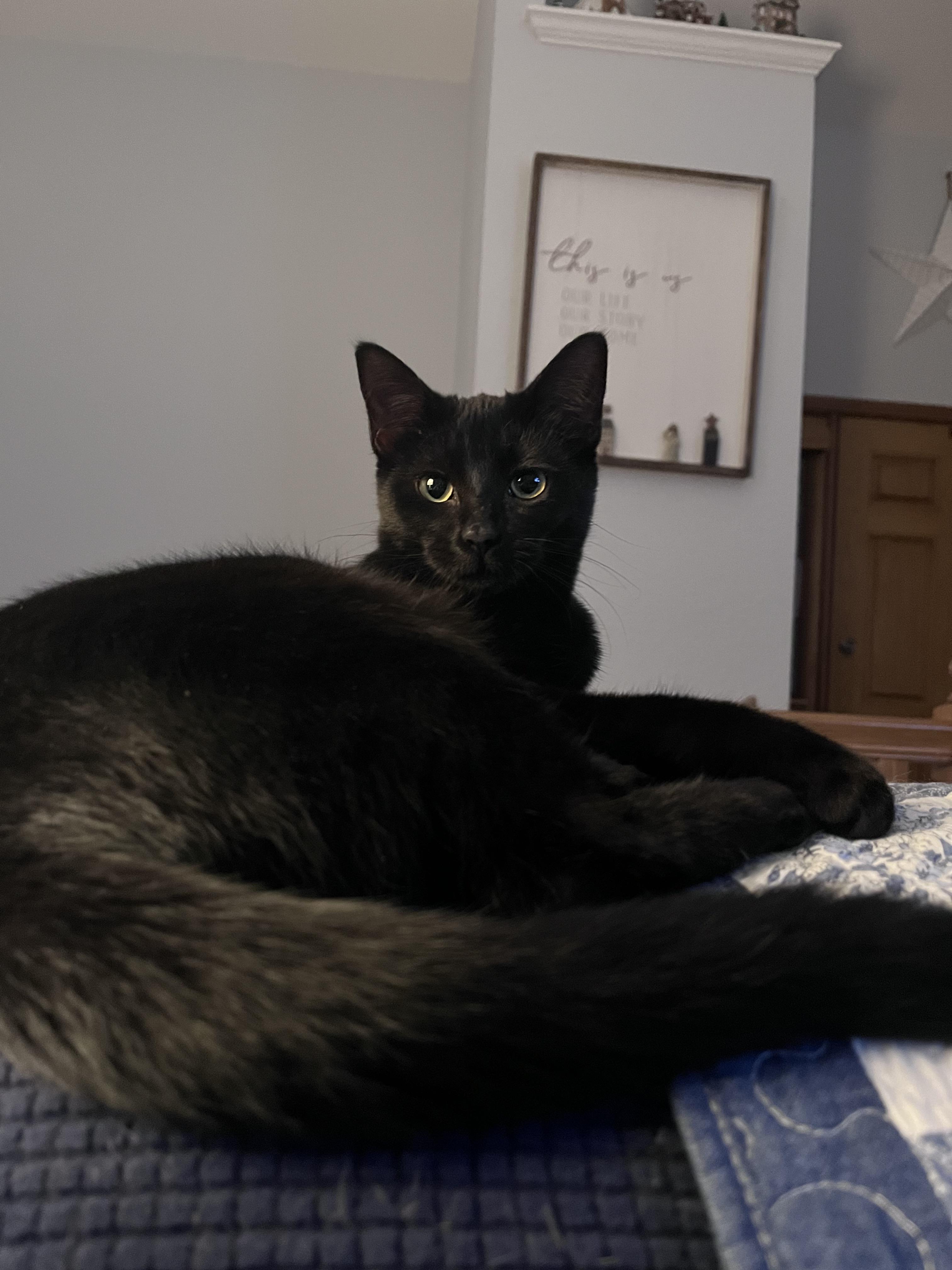 Baby & Blue, Adoptable, Kitten Female Domestic Short Hair.