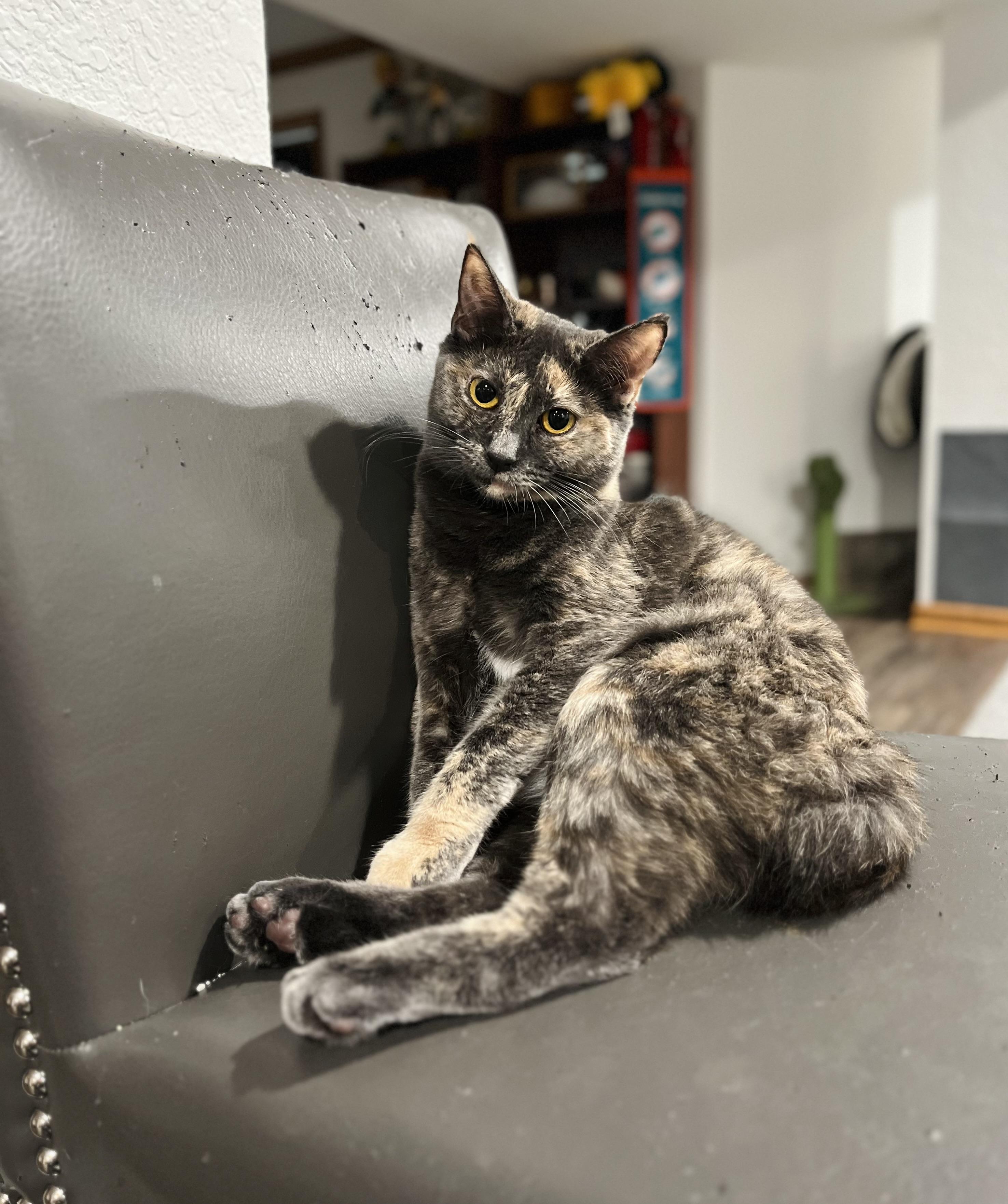 Baby & Blue, a Adoptable mixed breed in Toledo, OH image 2/2