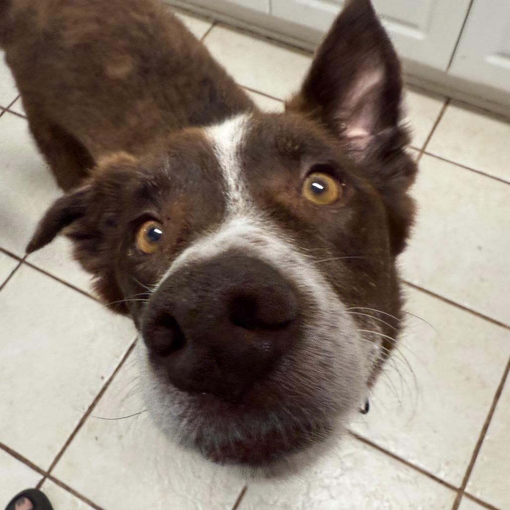 Enlarge Bo, a Adoptable Australian Shepherd in Bessemer, AL image 2/6