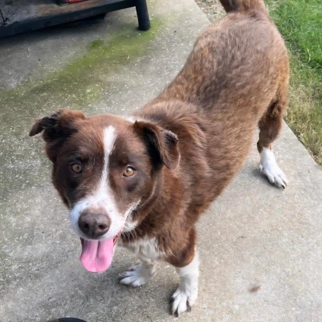 Enlarge Bo, a Adoptable Australian Shepherd in Bessemer, AL image 3/6