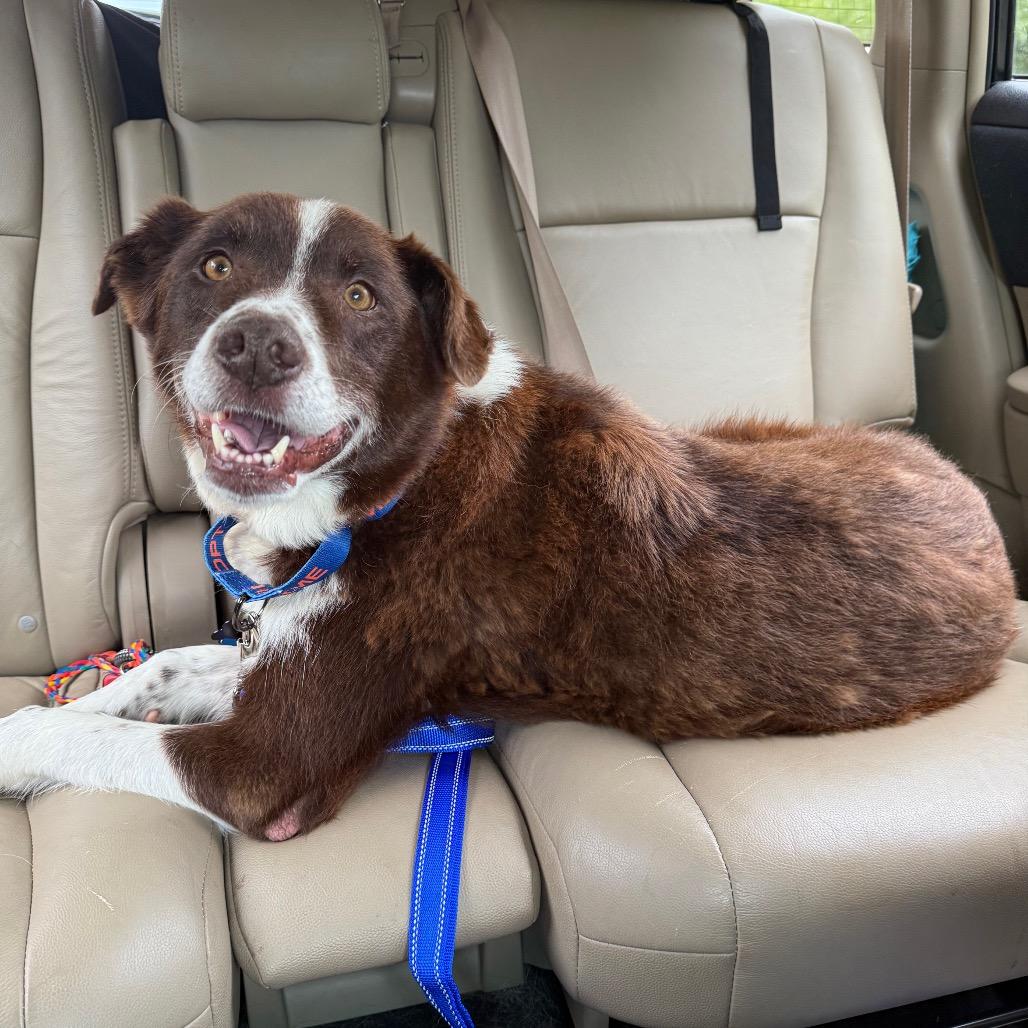 Enlarge Bo, a Adoptable Australian Shepherd in Bessemer, AL image 4/6