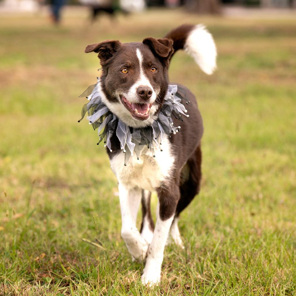 Enlarge Bo, a Adoptable Australian Shepherd in Bessemer, AL image 5/6