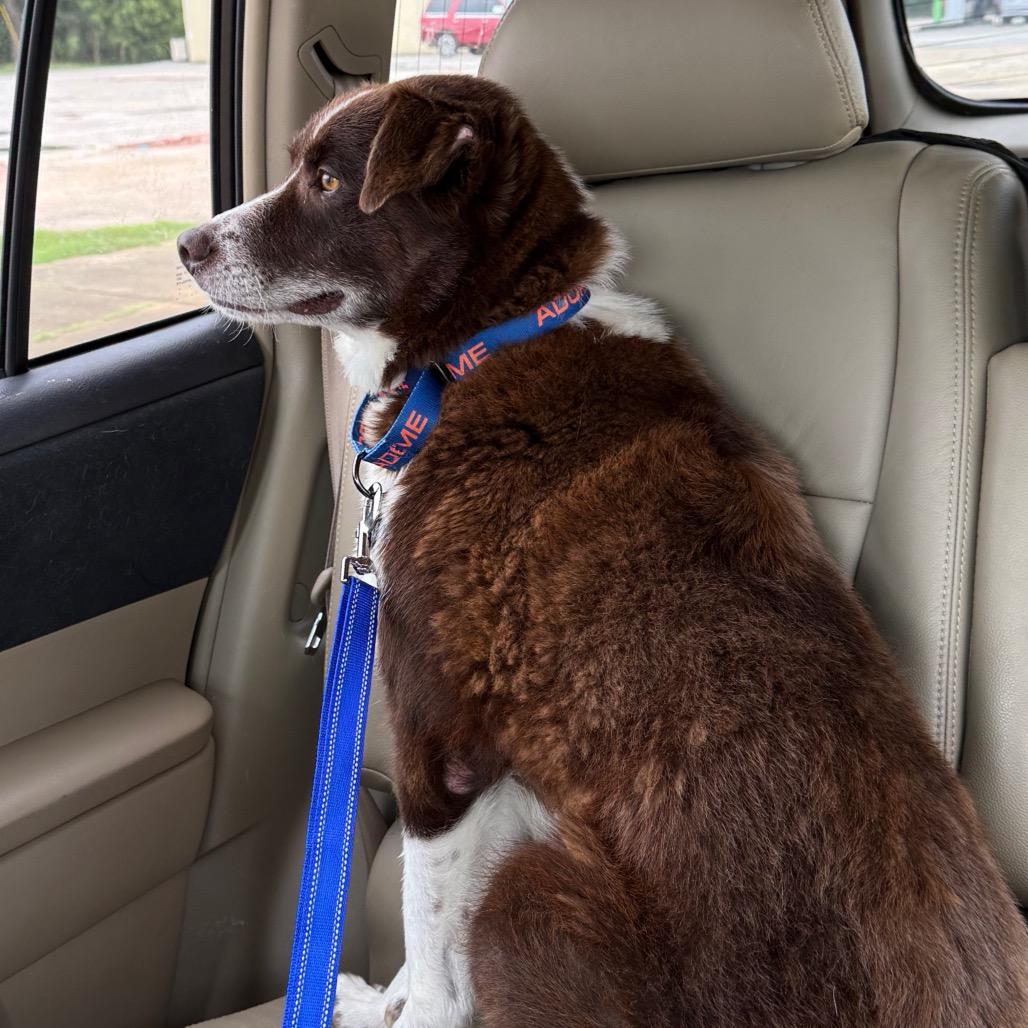 Enlarge Bo, a Adoptable Australian Shepherd in Bessemer, AL image 6/6