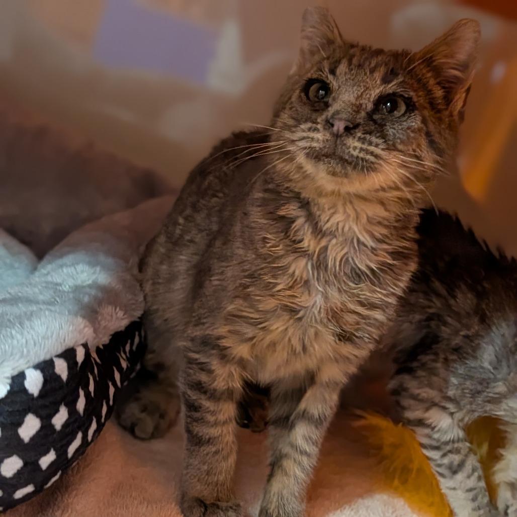 Enlarge Ed, an adopted Domestic Short Hair in Cape Girardeau, MO image 3/5