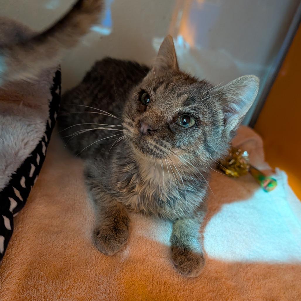 Enlarge Ed, an adopted Domestic Short Hair in Cape Girardeau, MO image 2/5