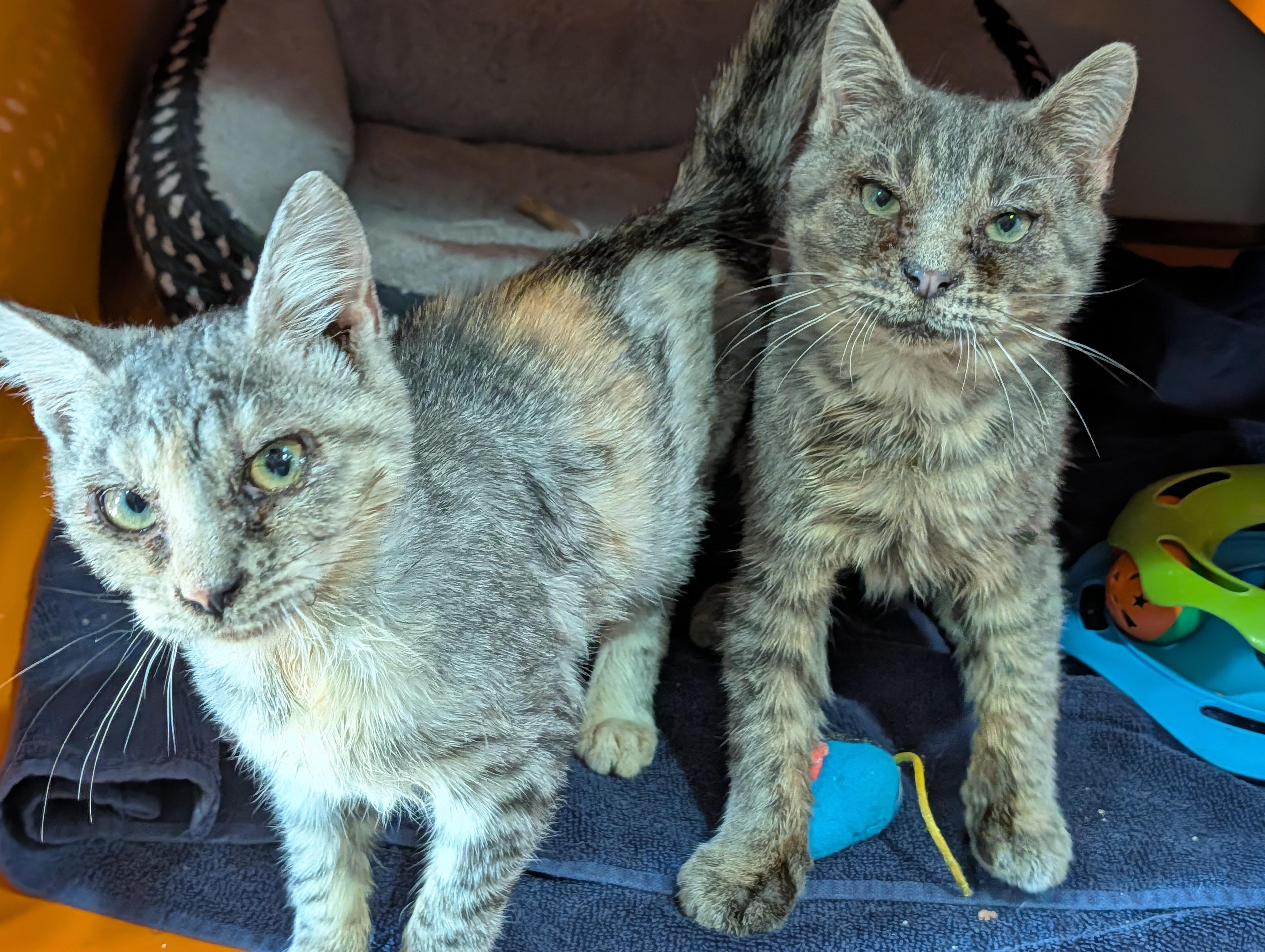 Enlarge Ed, an adopted Domestic Short Hair in Cape Girardeau, MO image 5/5