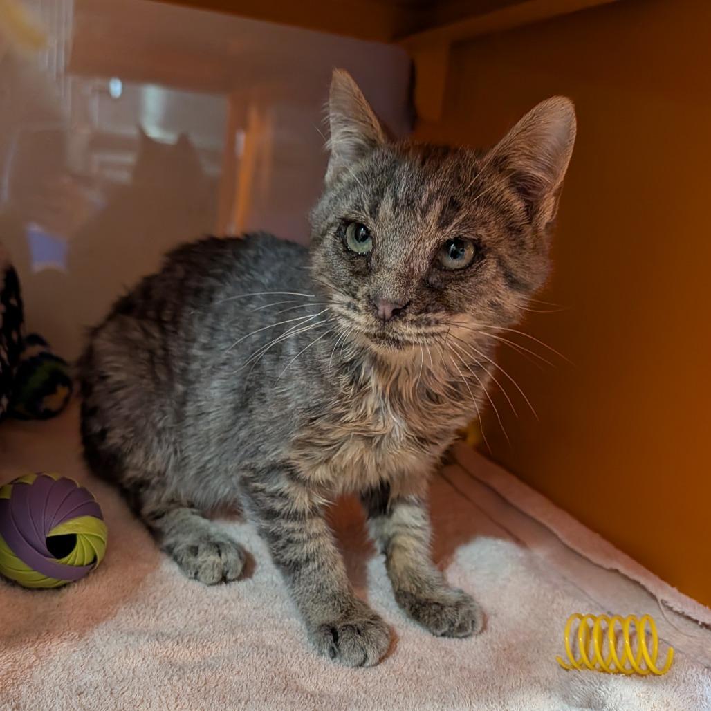 Enlarge Ed, an adopted Domestic Short Hair in Cape Girardeau, MO image 1/5