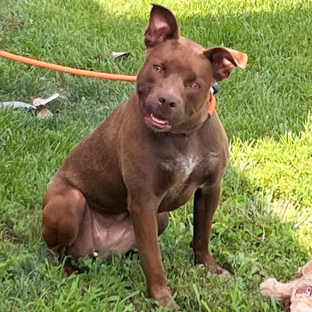 Enlarge Iris, a Adoptable Mixed Breed in Warrensburg, MO image 1/5