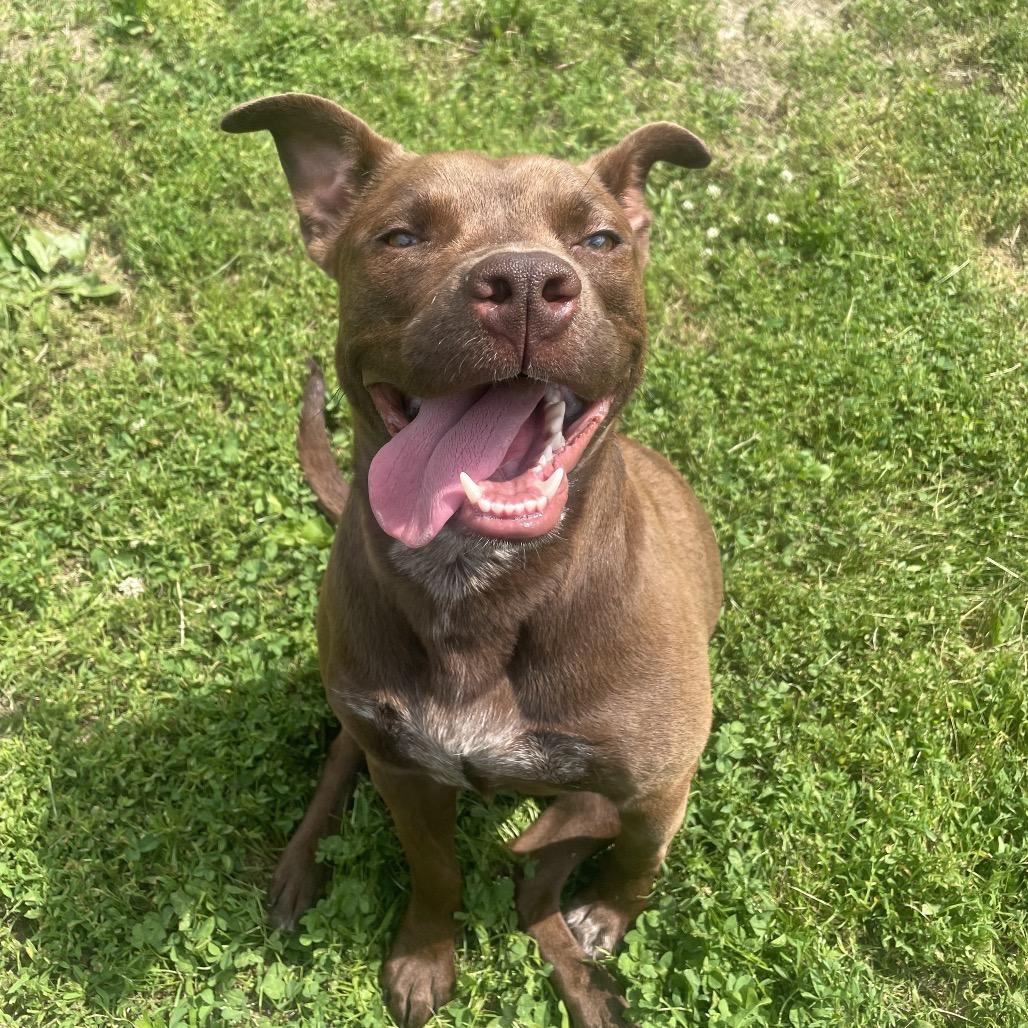 Enlarge Iris, a Adoptable Mixed Breed in Warrensburg, MO image 2/5