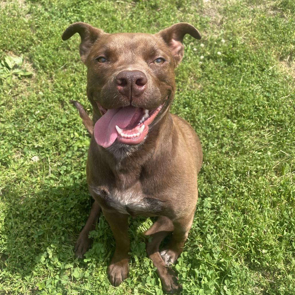 Enlarge Iris, a Adoptable Mixed Breed in Warrensburg, MO image 4/5