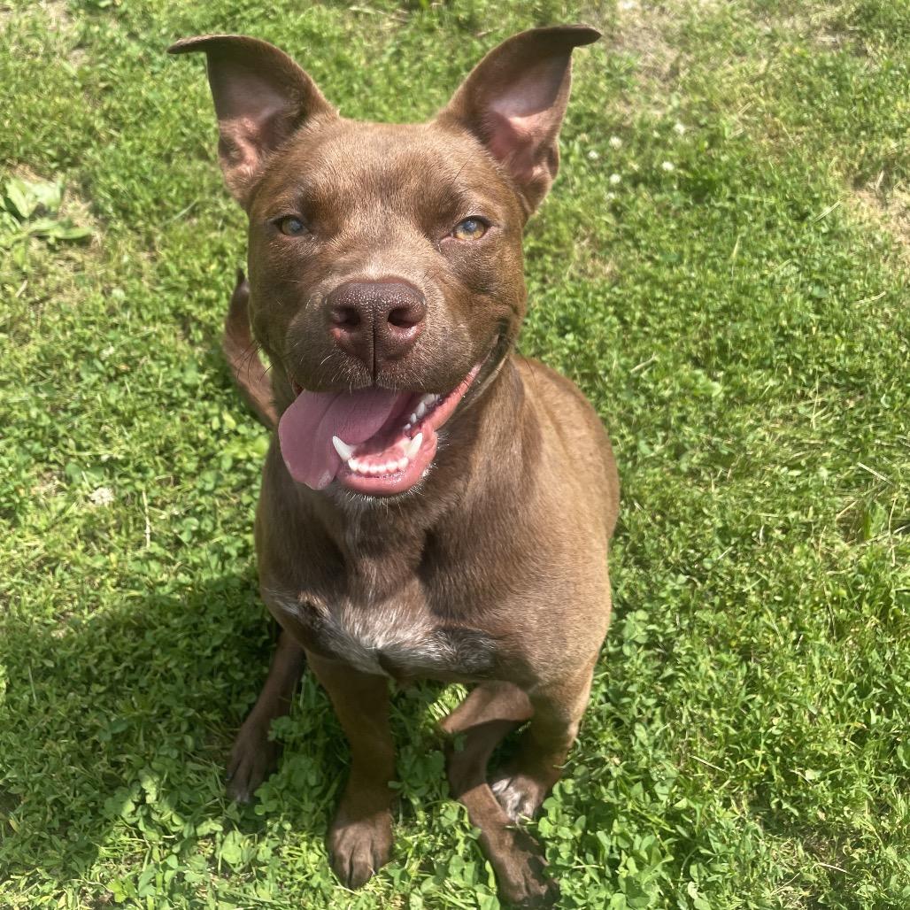 Enlarge Iris, a Adoptable Mixed Breed in Warrensburg, MO image 5/5