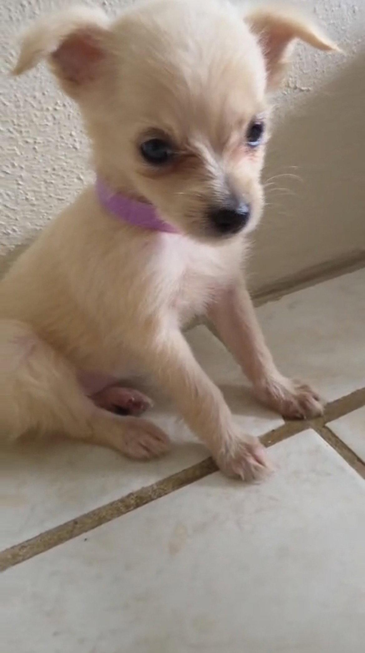 Enlarge Barbie, a Adoptable Chihuahua in Virginia Beach, VA image 1/2
