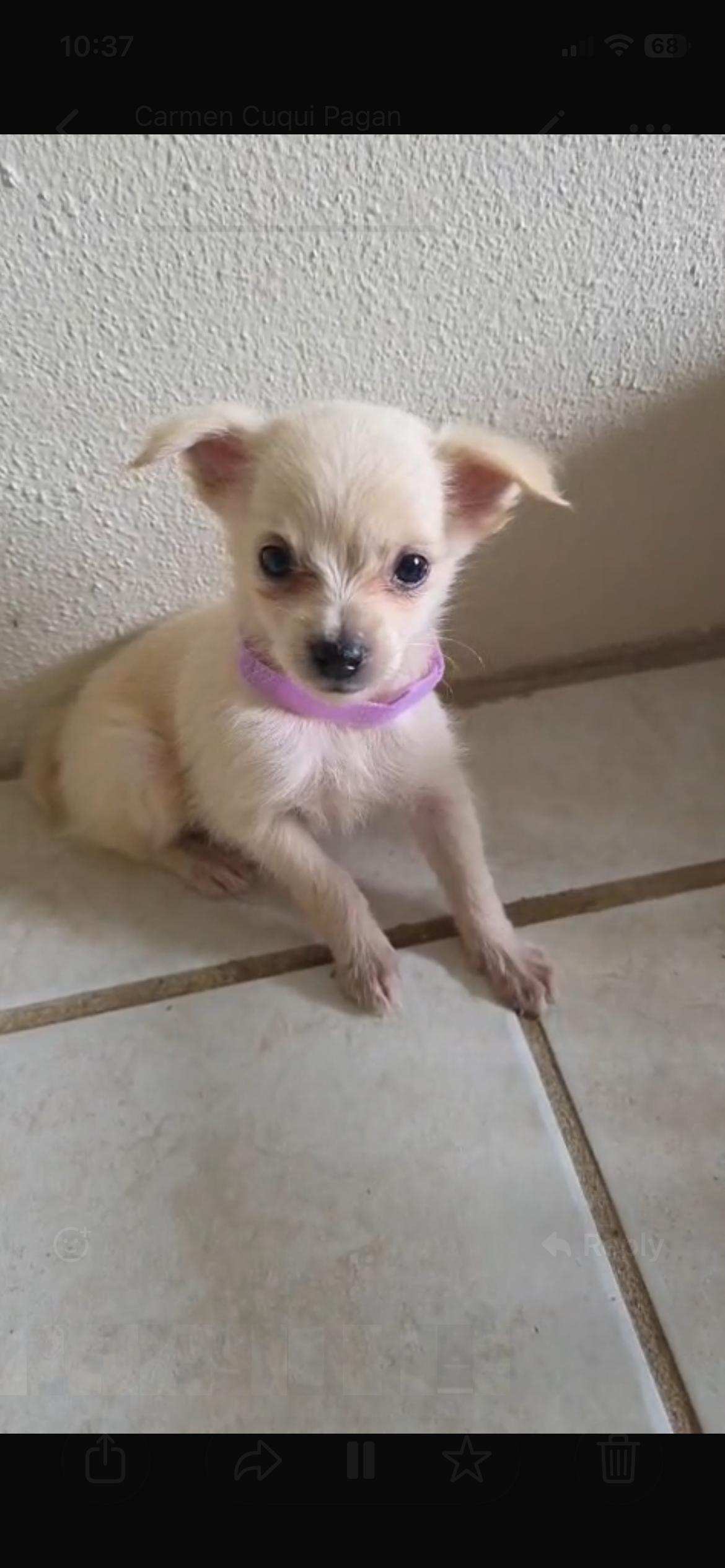 Enlarge Barbie, a Adoptable Chihuahua in Virginia Beach, VA image 2/2