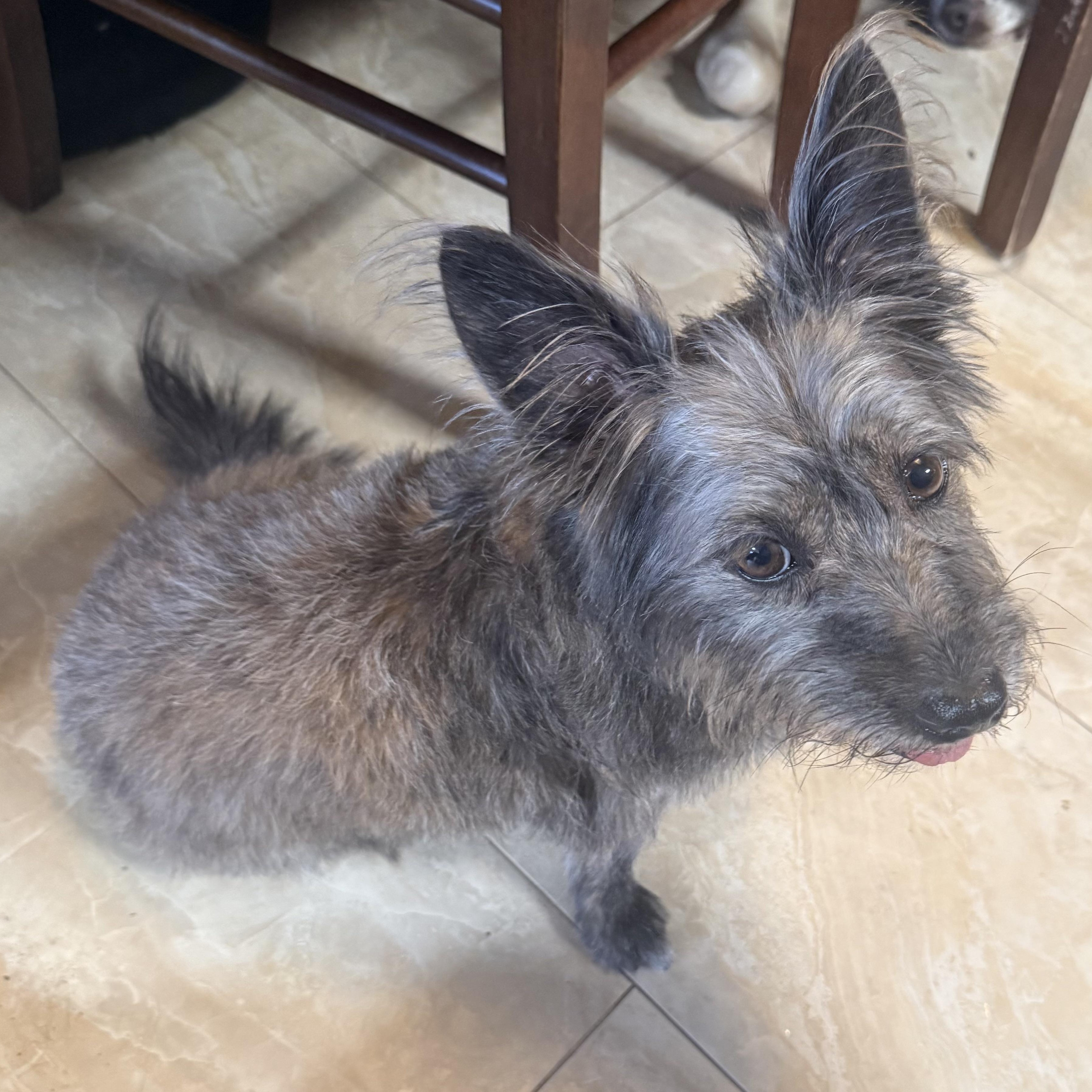 Enlarge Nini, an adopted Terrier in Tucson, AZ image 2/3