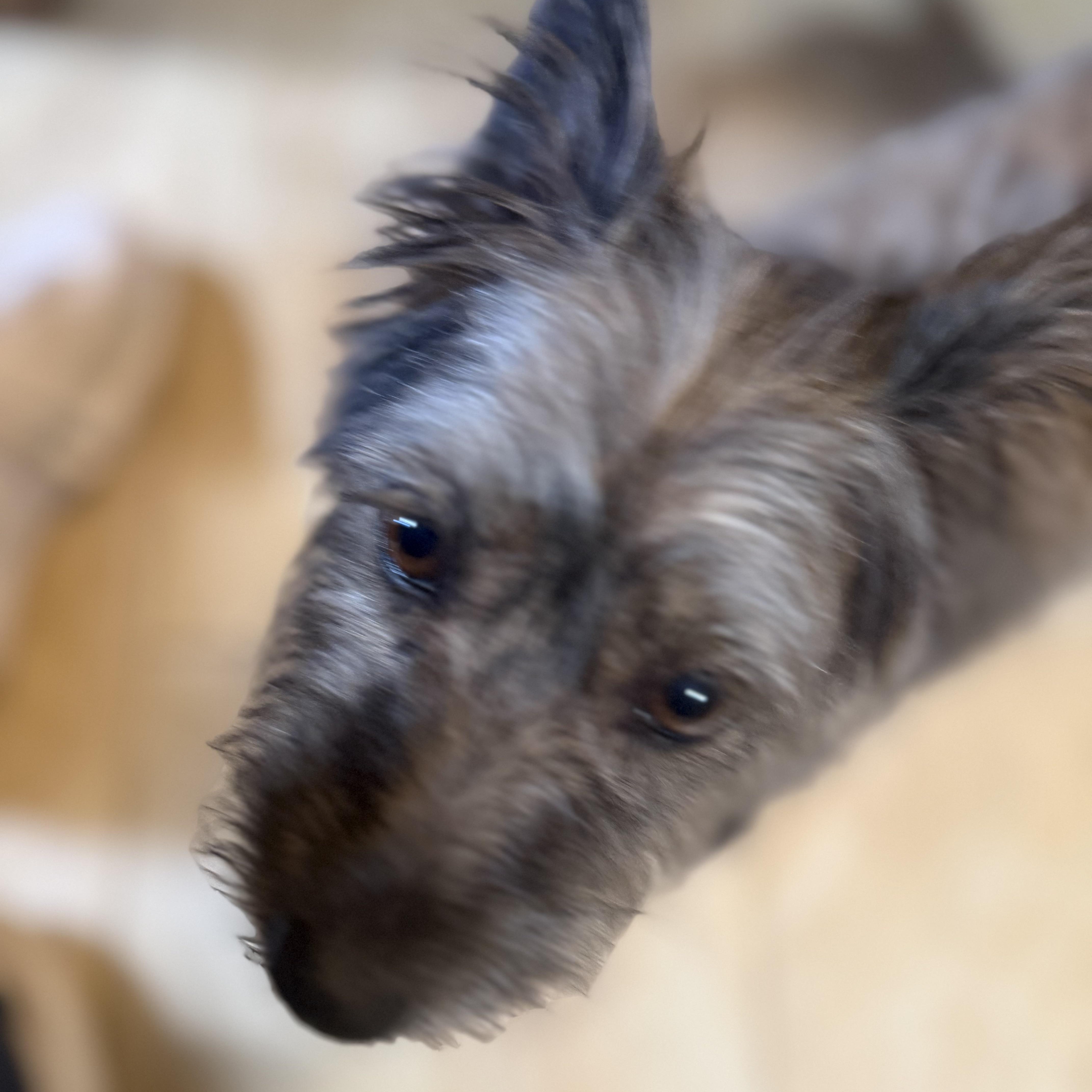 Enlarge Nini, an adopted Terrier in Tucson, AZ image 3/3