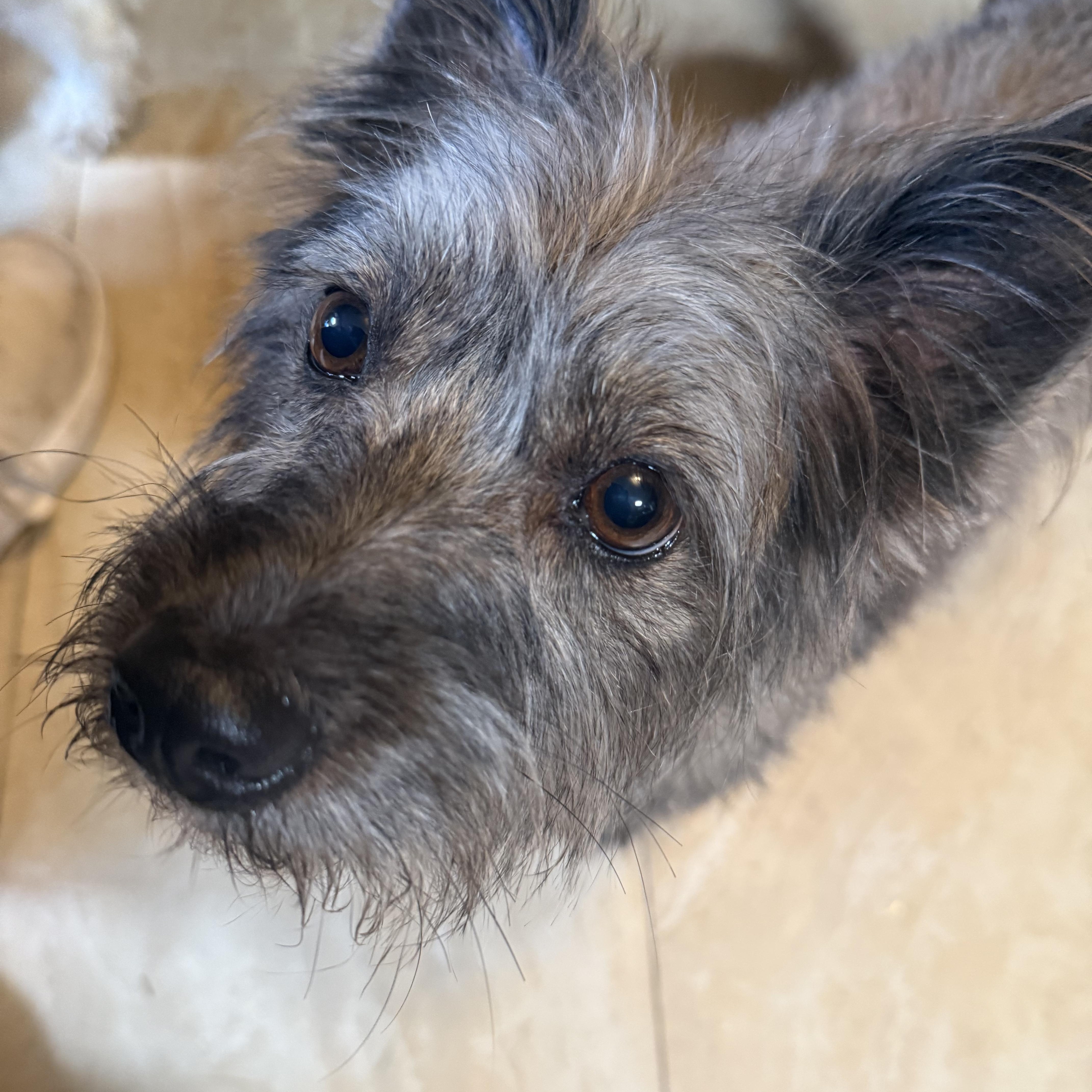 Enlarge Nini, an adopted Terrier in Tucson, AZ image 1/3