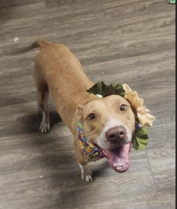 Enlarge Lovie, a Adoptable mixed breed in Pittsburgh, PA image 2/3