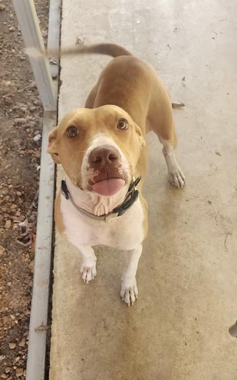 Enlarge Lovie, a Adoptable mixed breed in Pittsburgh, PA image 3/3