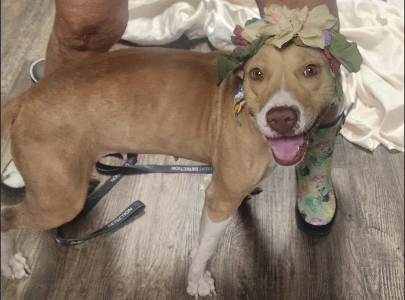 Enlarge Lovie, a Adoptable mixed breed in Pittsburgh, PA image 1/3