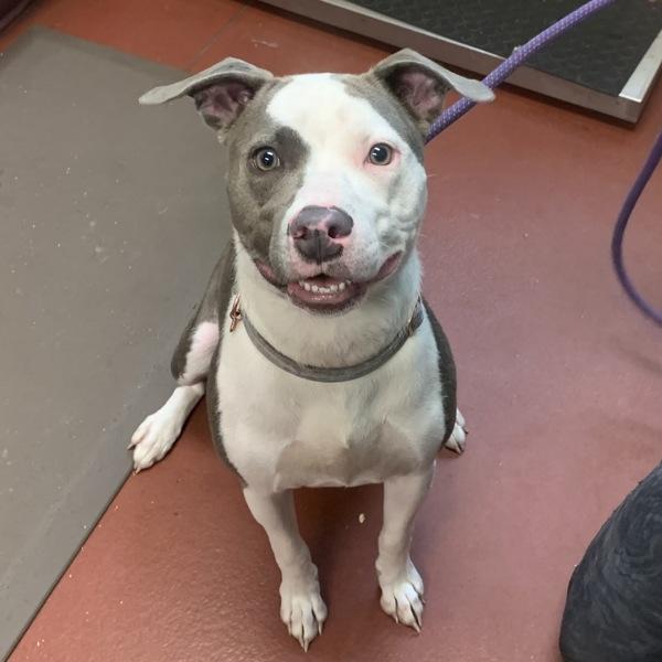 Enlarge Cotton Candy, a Adoptable mixed breed in Salisbury, MD image 1/1