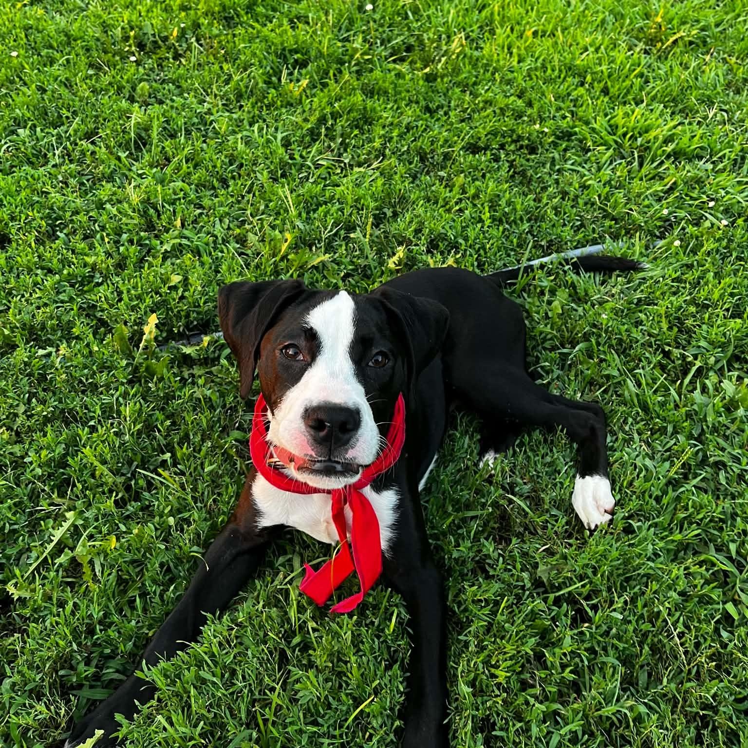 Enlarge Link, a ADOPTABLE Mixed Breed in East Peoria, IL image 2/3