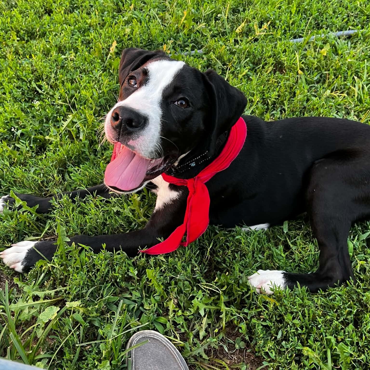 Link, ADOPTABLE, Young Male Mixed Breed.