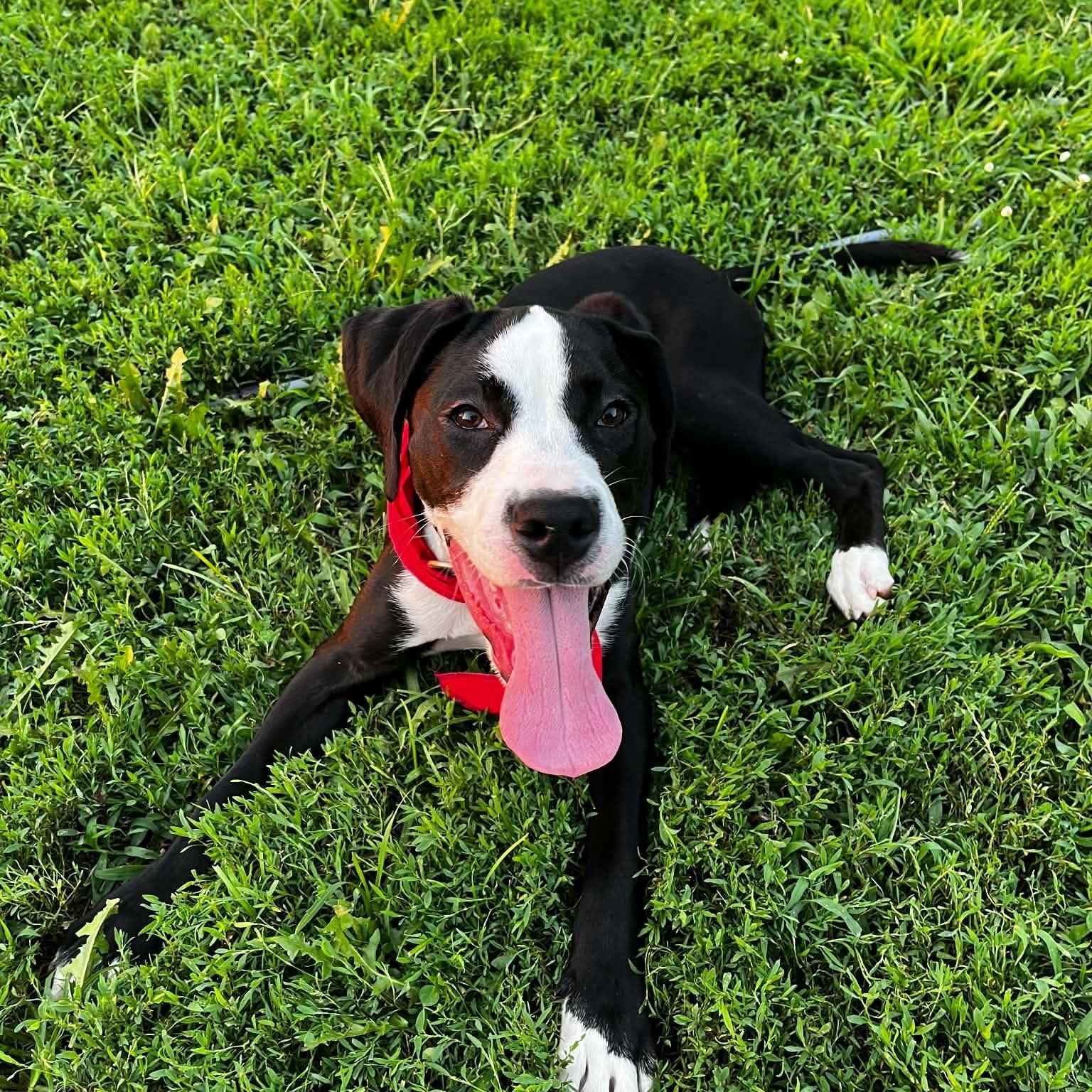 Enlarge Link, a ADOPTABLE Mixed Breed in East Peoria, IL image 3/3