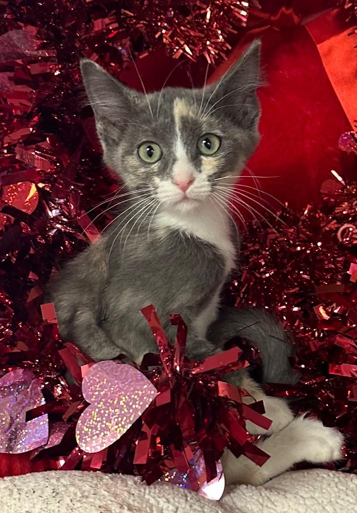 10/20/25 - Beverly, Adopted, Kitten Female Domestic Short Hair.