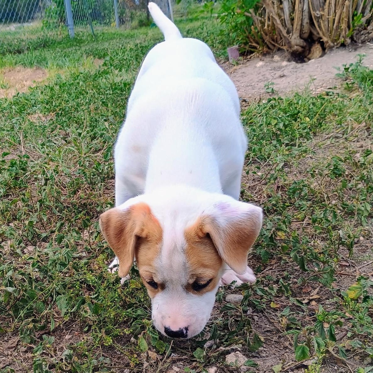 Enlarge Mochi, a ADOPTABLE mixed breed in Chatham, NJ image 3/5