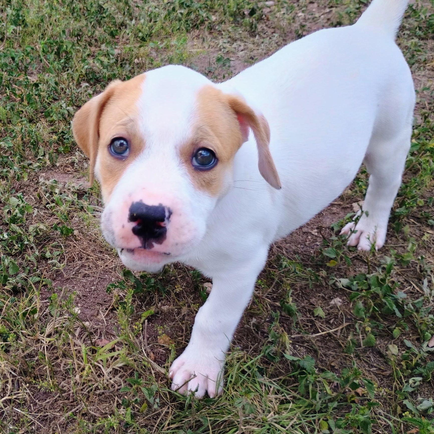 Enlarge Mochi, a ADOPTABLE mixed breed in Chatham, NJ image 5/5