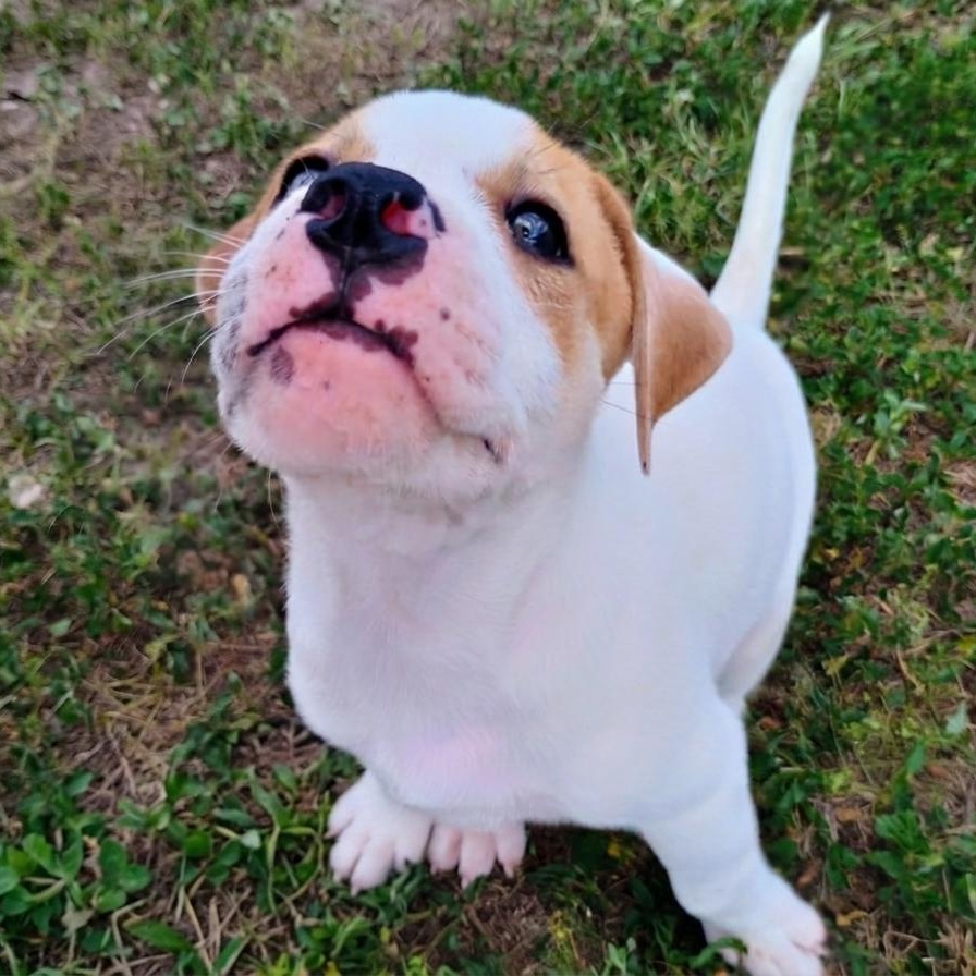 Enlarge Mochi, a ADOPTABLE mixed breed in Chatham, NJ image 4/5